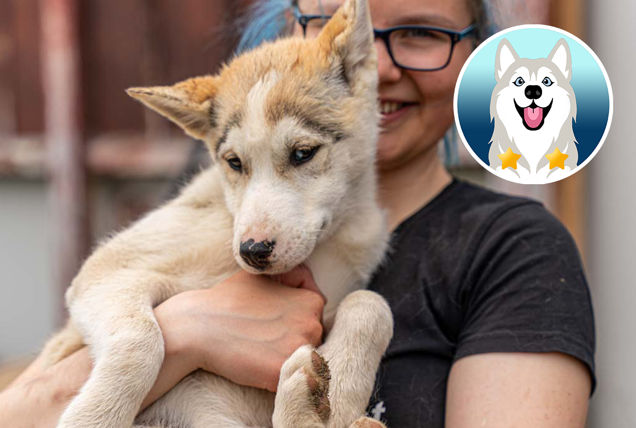 Lerne die Huskys kennen (Børselv)