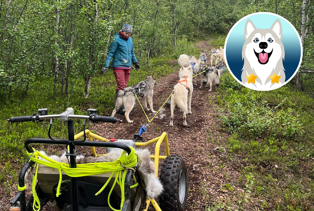 Werde zum Musher: Huskytraining
