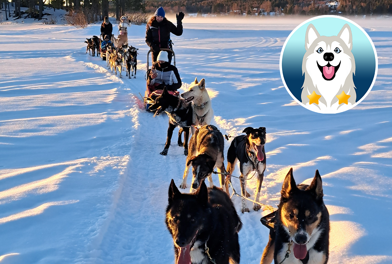 Erlebe die Leidenschaft der Schlittenhunde