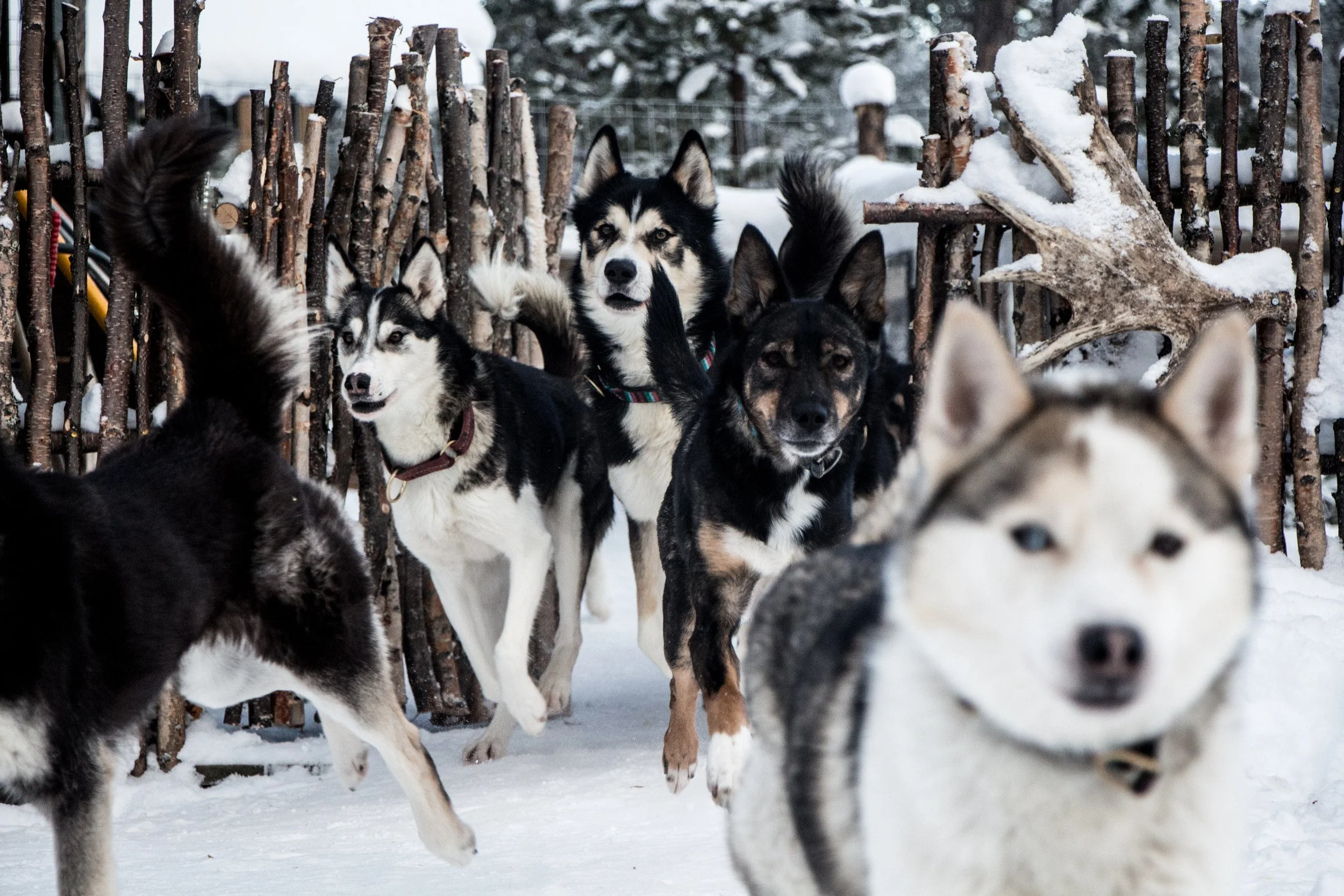 Husky-Erlebnis(1).jpg