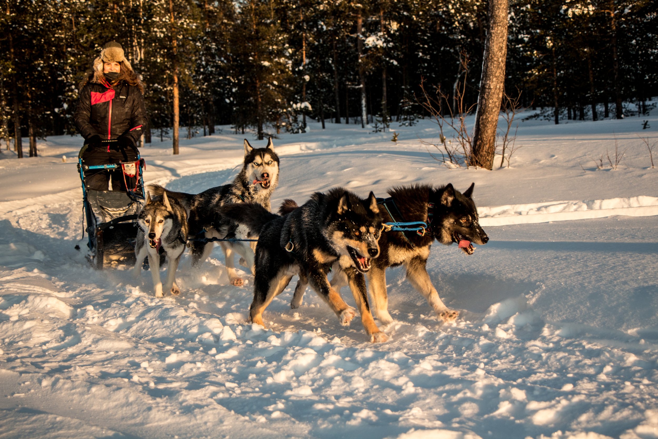 Husky-Erlebnis(2).jpg
