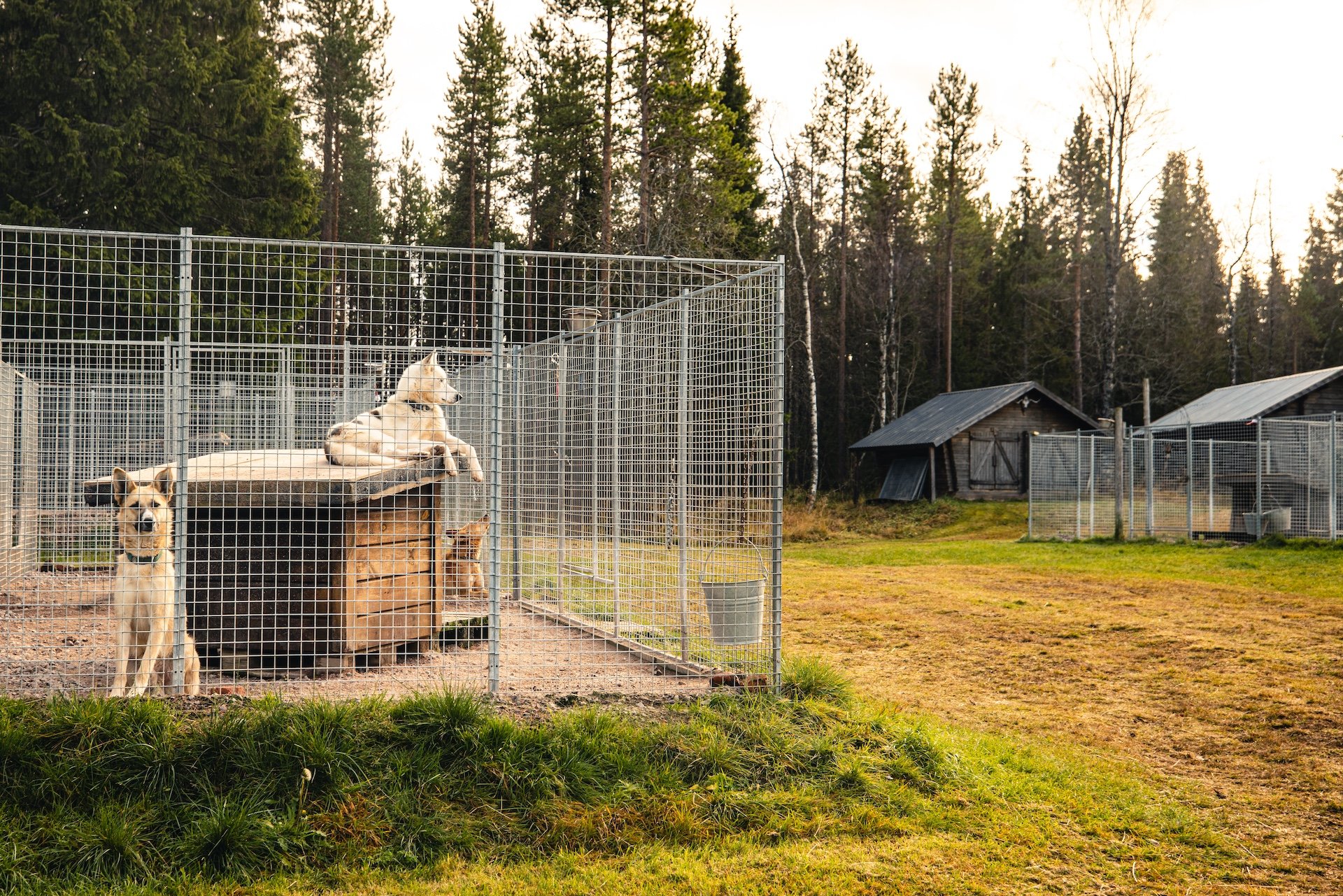 Vor Ort bei Huskykompaniet – Tradition, Erfahrung und neue Ideen für die Hunde