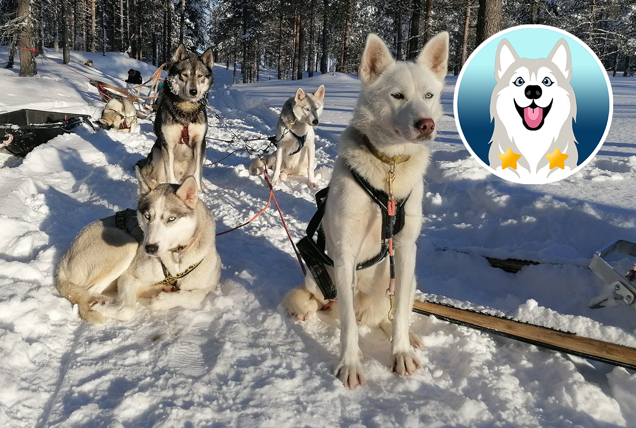 Wild Trails – Husky Day Safari