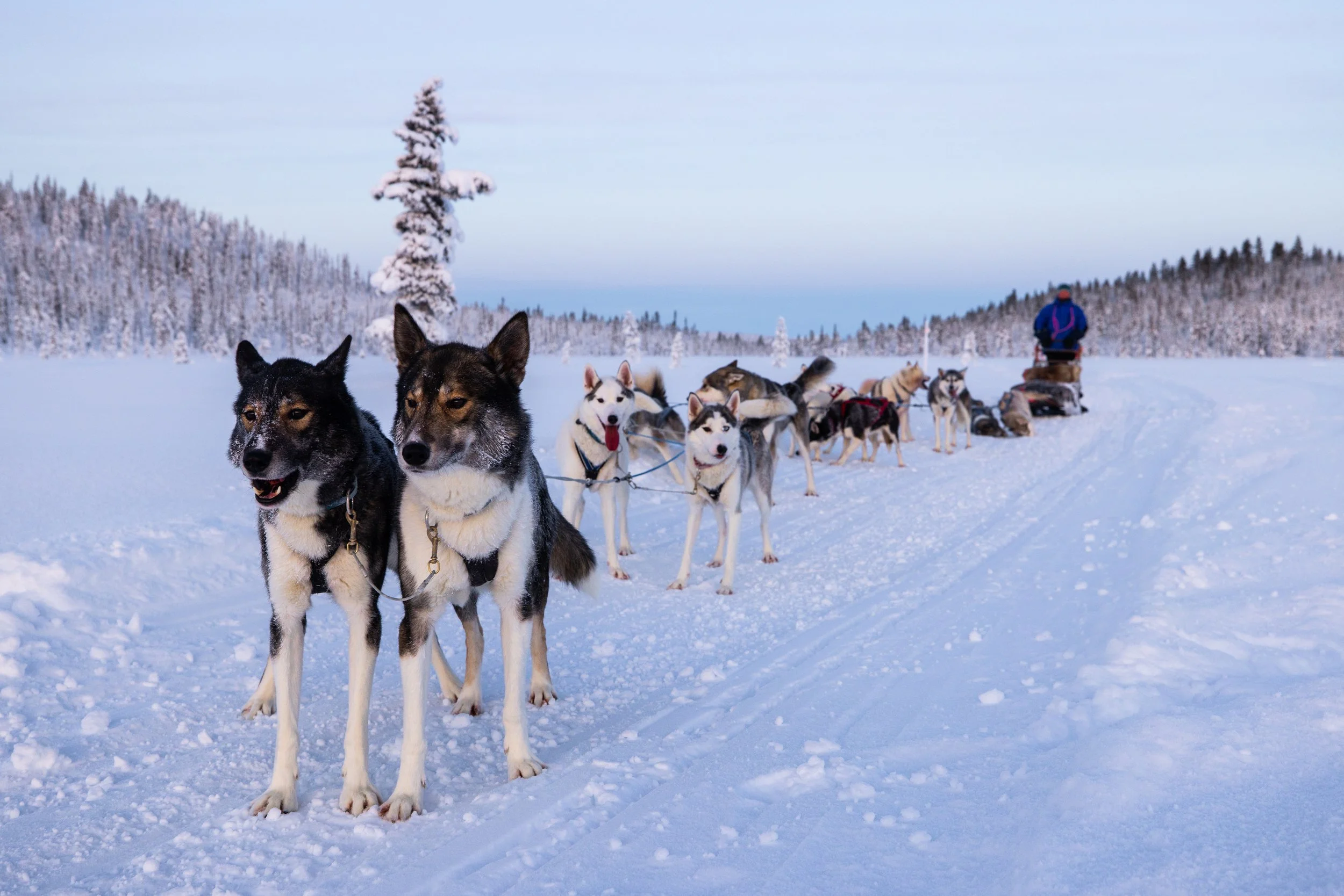 Hunde, die Schlitten ziehen, in einer verschneiten winterlichen Landschaft.