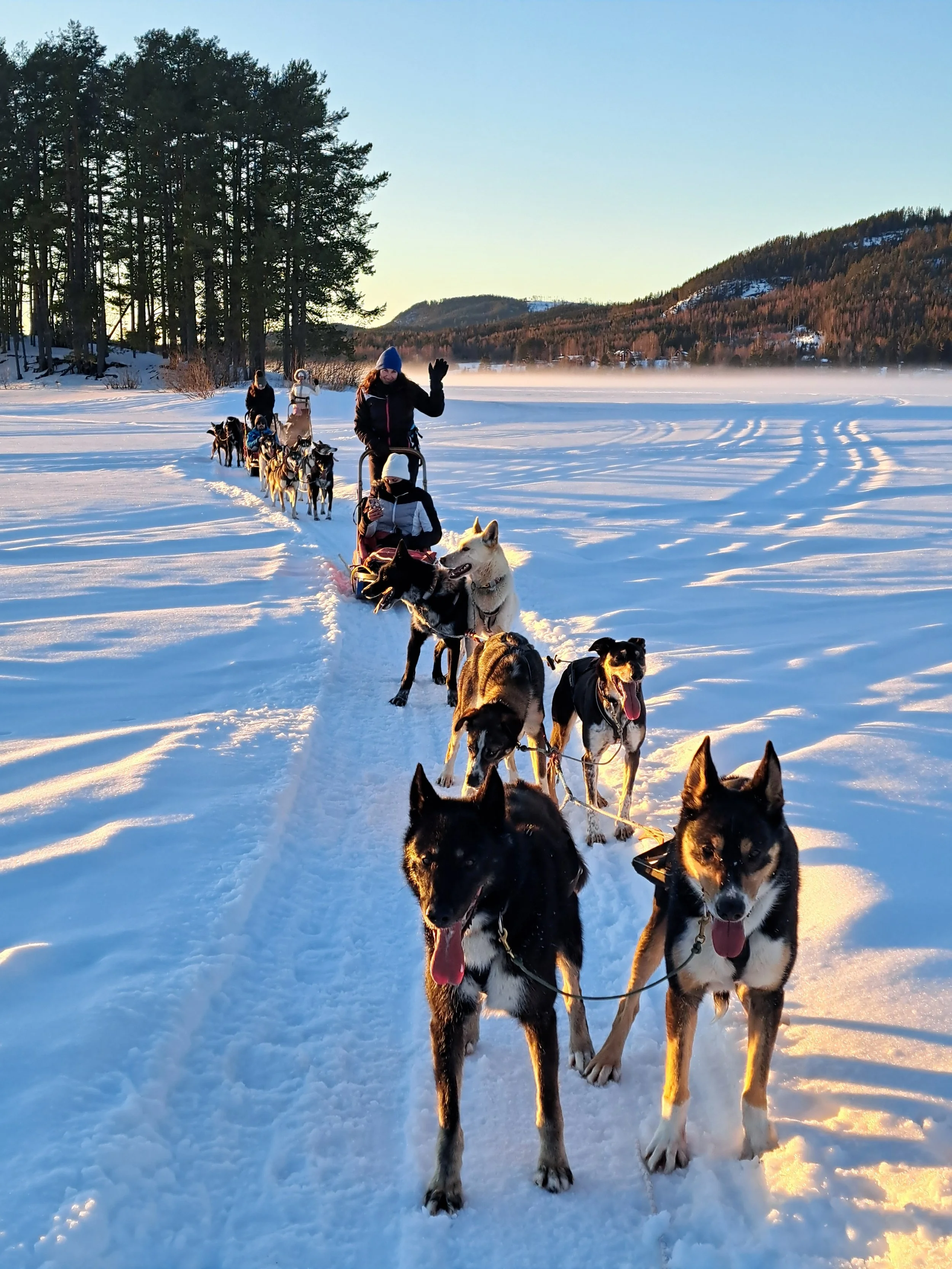 Menschen und Huskys beim Hundeschlittenfahren im Schnee bei Sonnenaufgang in einer winterlichen Landschaft mit Bäumen und Bergen im Hintergrund.