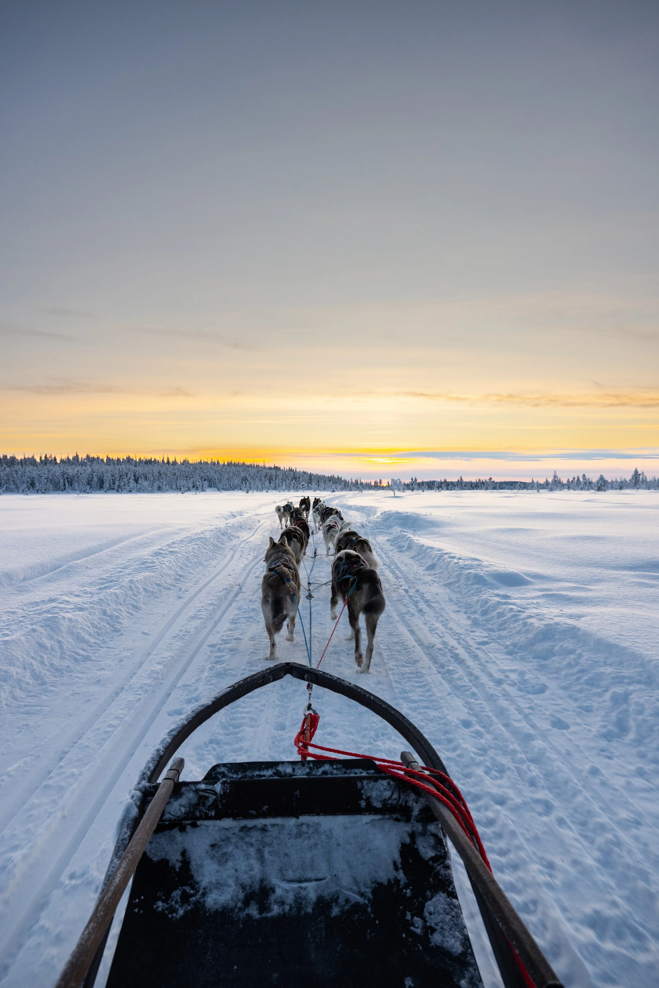 Hunde beim Schlittenfahren in einer verschneiten Winterlandschaft bei Sonnenuntergang.