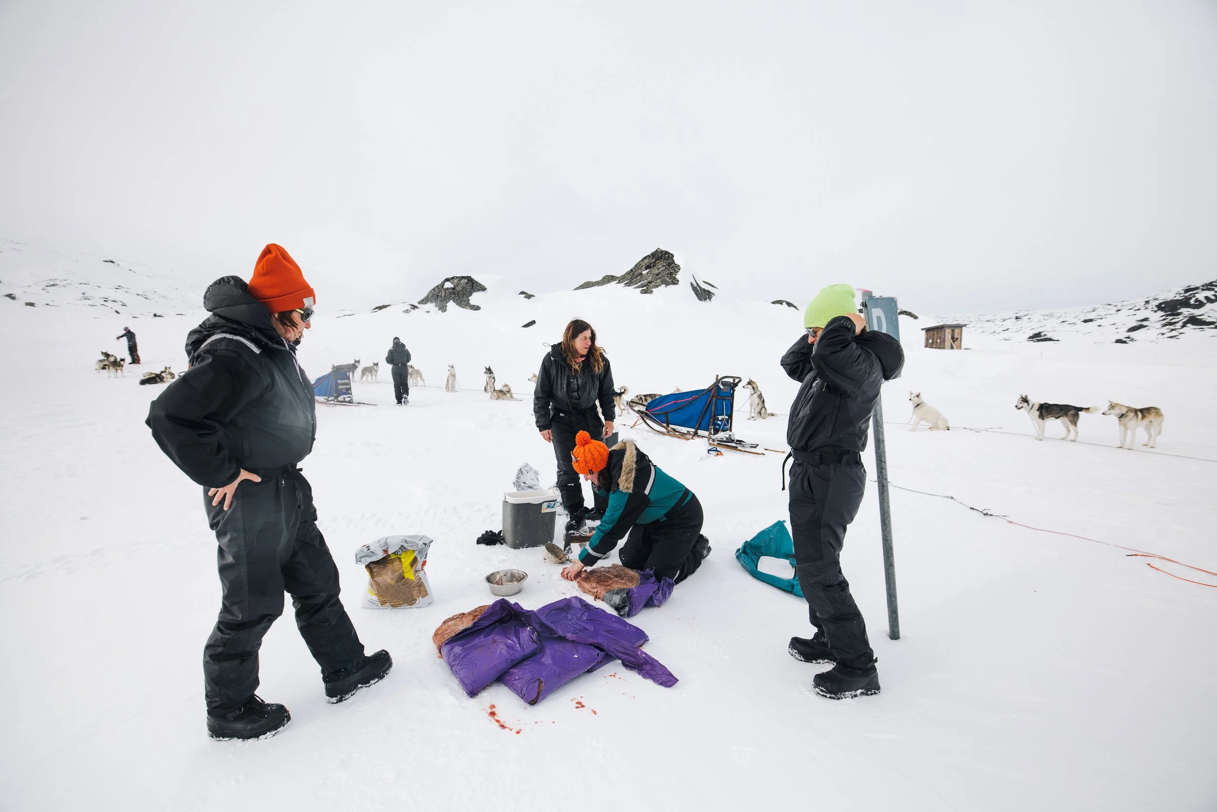 Menschen auf Schneelandschaft bei einer Hundeschlittenaktivität, wobei einige den Schlitten vorbereiten und Hunde im Hintergrund gespannt sind.
