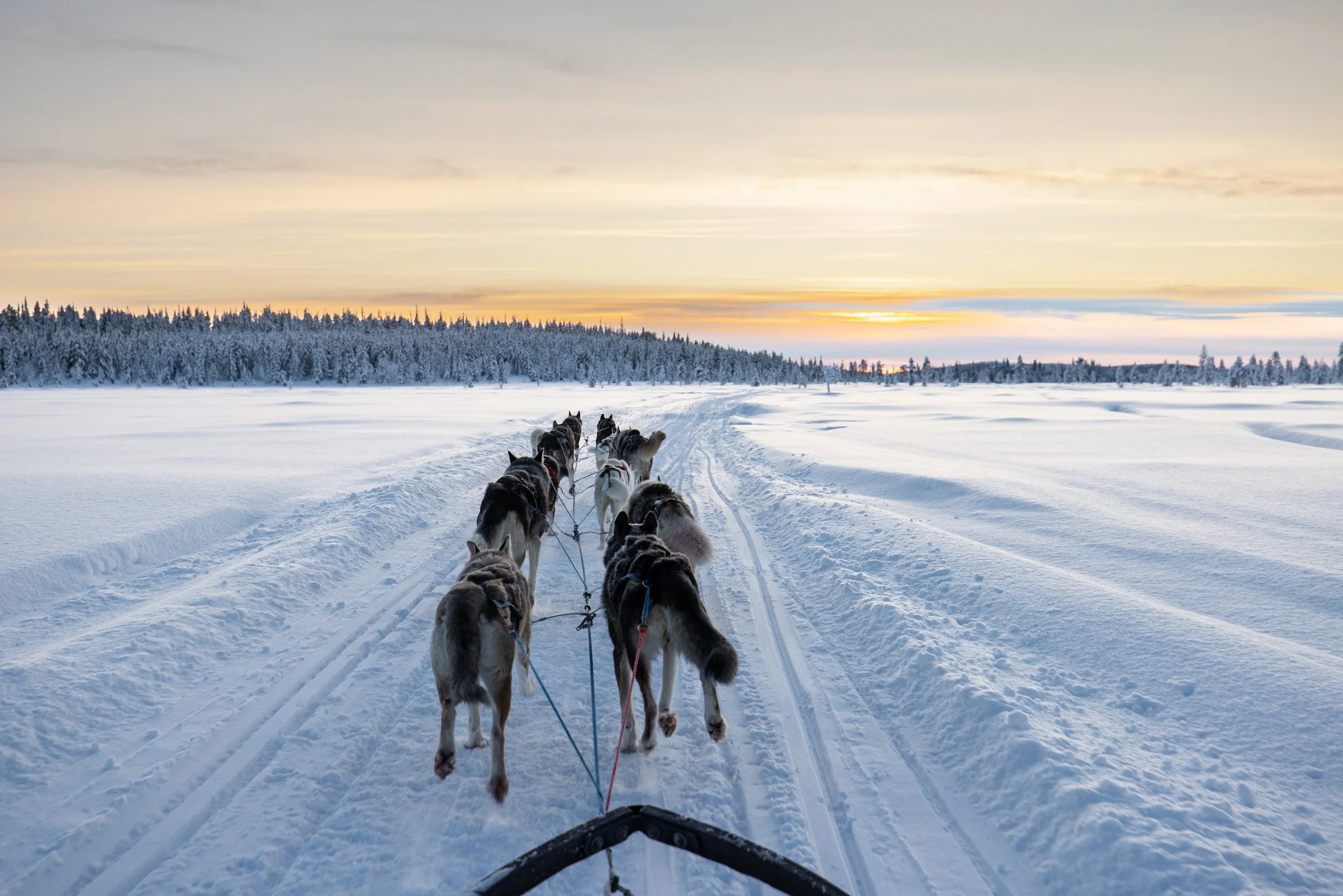 Schlittenhunde ziehen einen Schlitten durch eine verschneite Landschaft bei Sonnenuntergang, mit einem Baumreservat im Hintergrund.