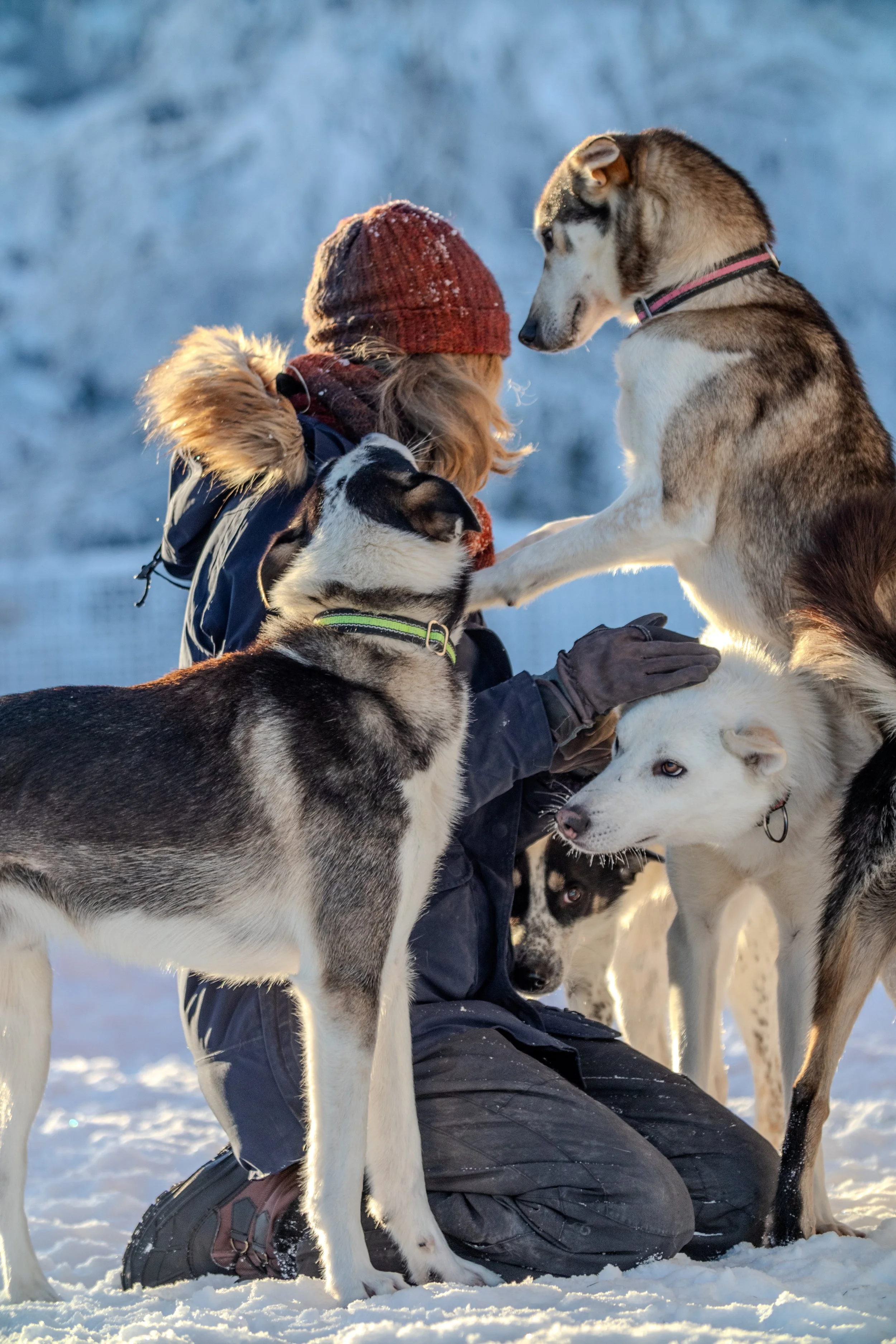 Person, die im Schnee sitzt, von mehreren Huskies umgeben, die die Person liebevoll umgeben.