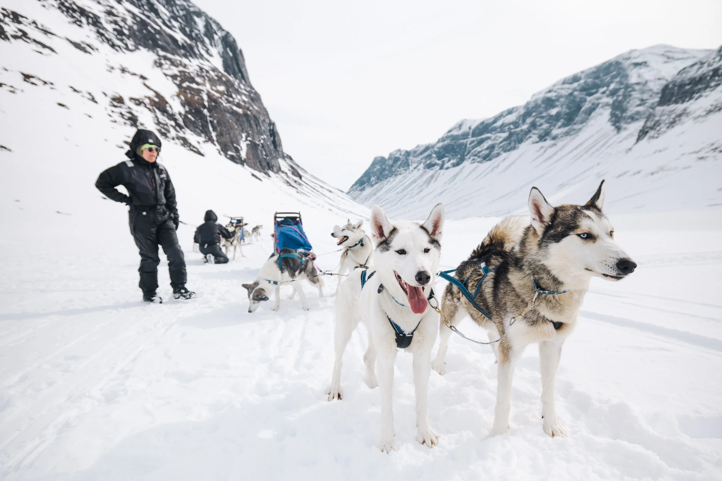 Husky-Schlittenfahrt in verschneiter Berglandschaft, mit Menschen, die Hunde führen, und zwei Huskys im Vordergrund.