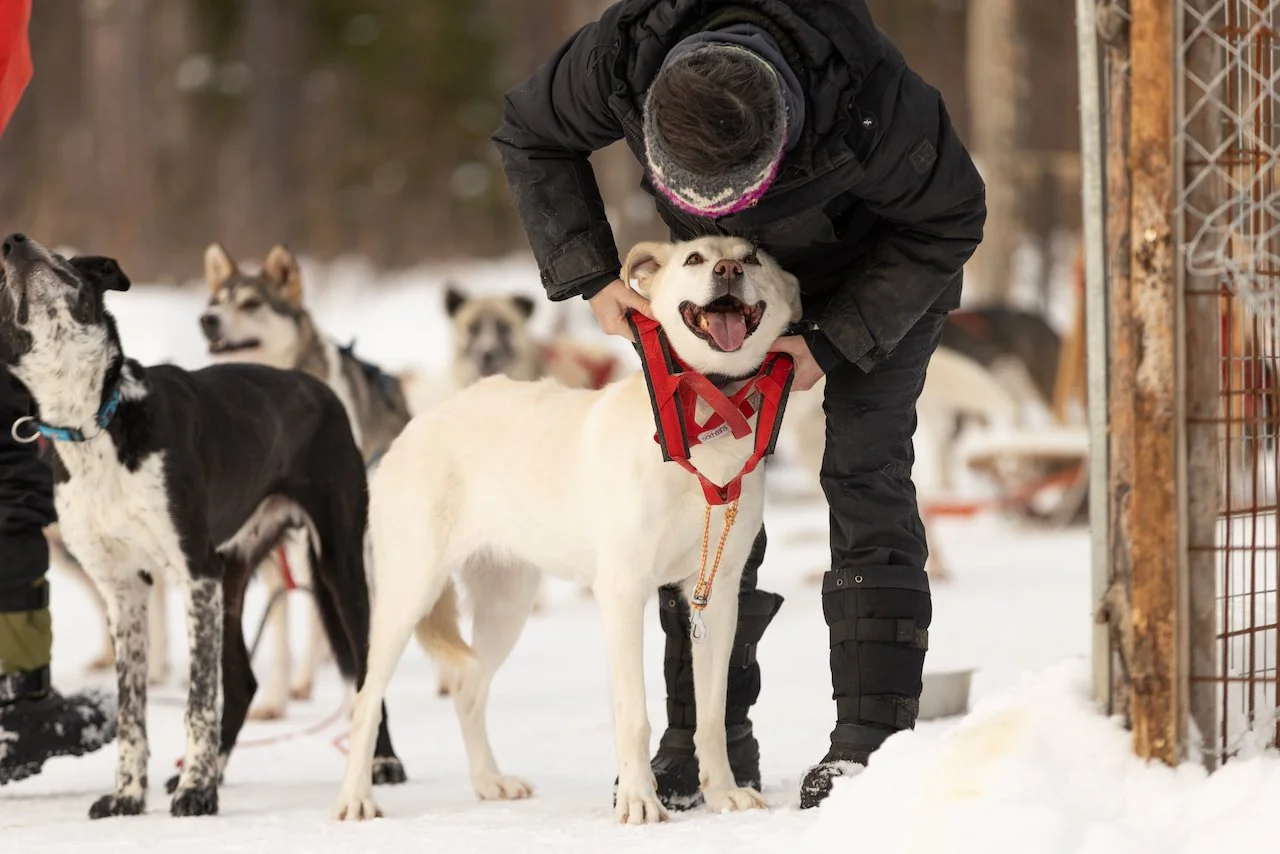Ein Mensch begrüßt einen fröhlichen weißen Hund mit braunen Augen und roten Halsband im Schnee.