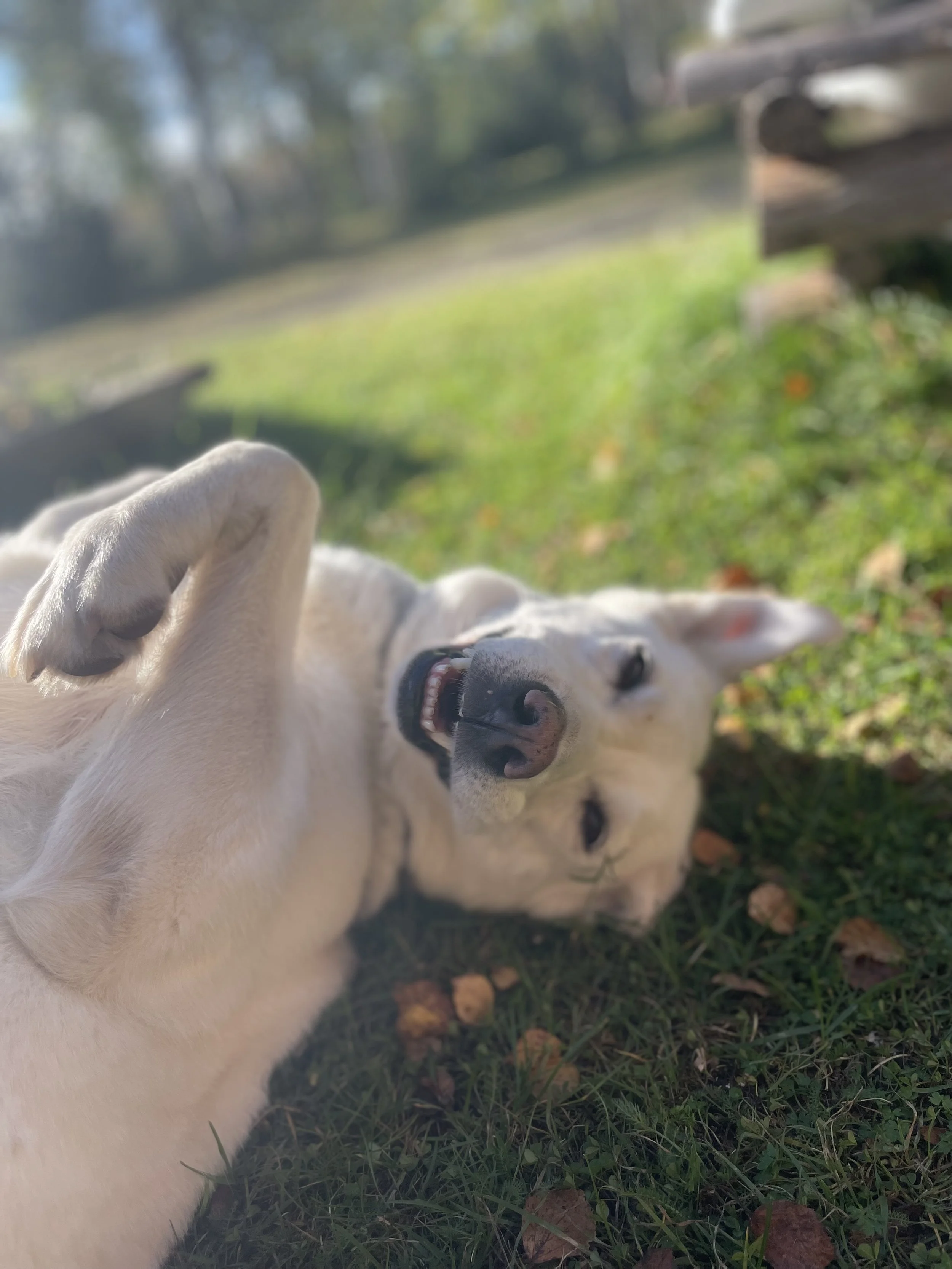 Ein Hund liegt auf dem Rücken im Gras, schaut lachend nach oben, mit einem blauen Hundehalsband um den Hals, umgeben von Laub und Bäumen im Hintergrund.