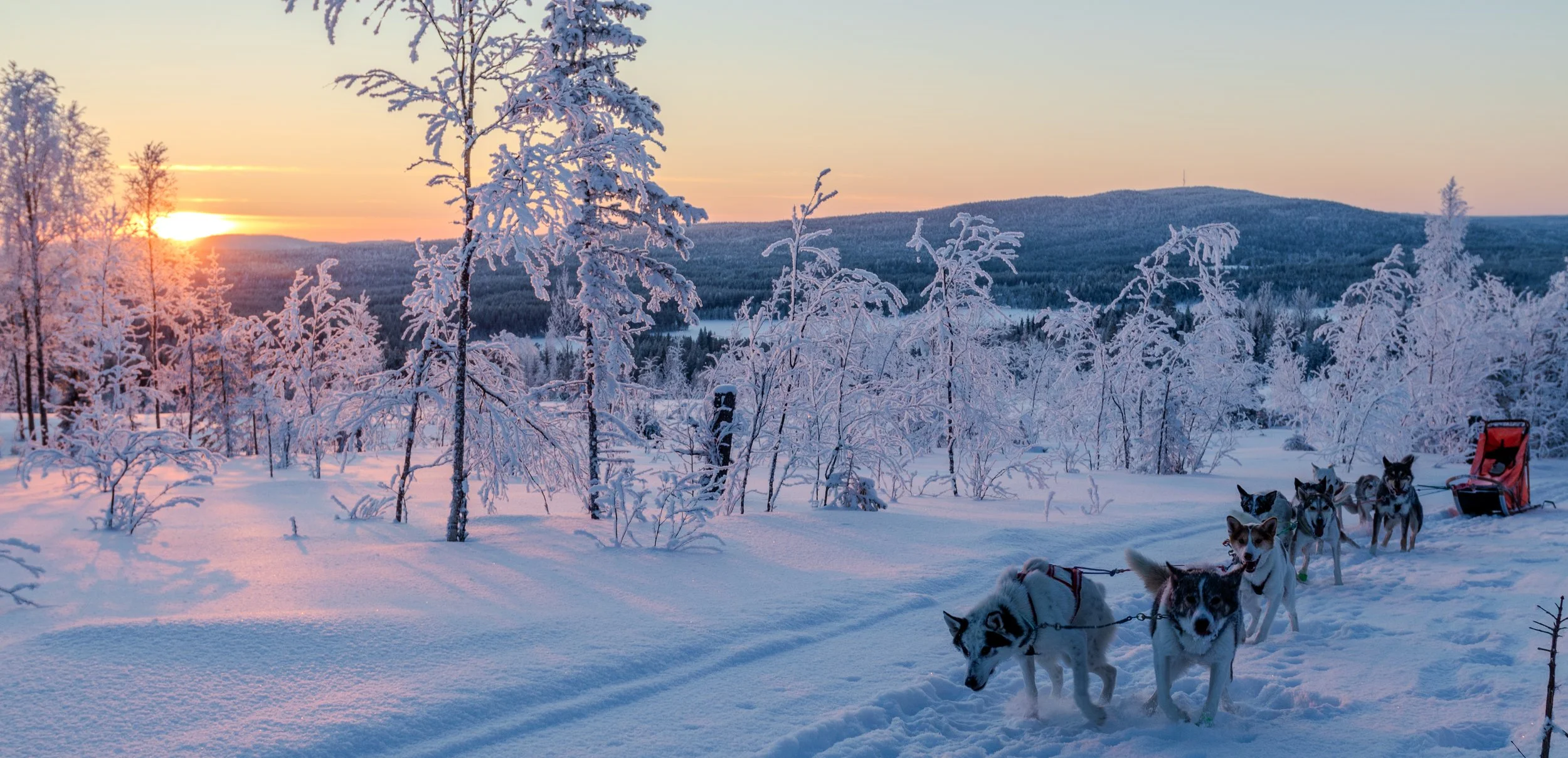 Schneebedeckte Landschaft bei Sonnenuntergang mit einem Hundeschlitten und mehreren Huskys im Vordergrund, umgeben von gefrorenen Bäumen und Bergen im Hintergrund.
