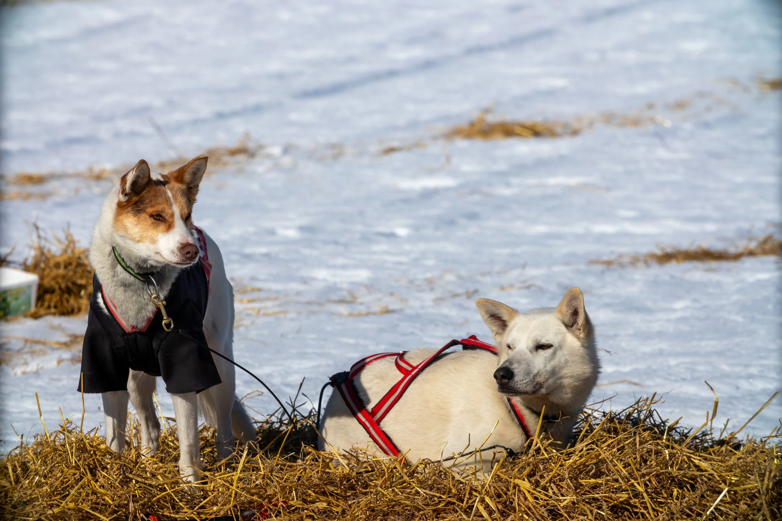 Zwei Huskys mit roter Hundeleine liegen im Schnee auf einem Haufen Stroh, einer steht und der andere liegt mit geschlossenen Augen.