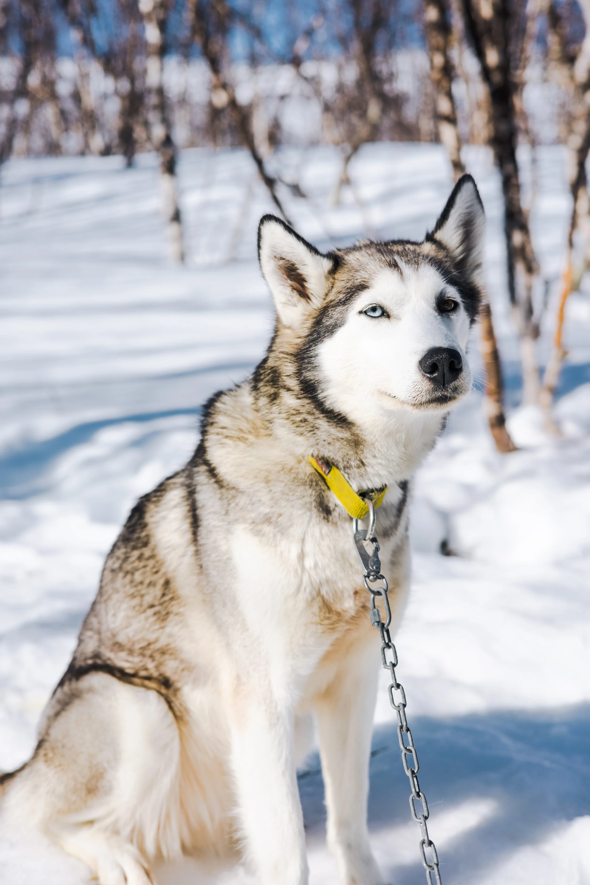 Ein Siberian Husky mit blauen und braunen Augen steht im Schnee, umgeben von Winterbäumen, trägt eine gelbe Halskette und ist an einer Kette befestigt.