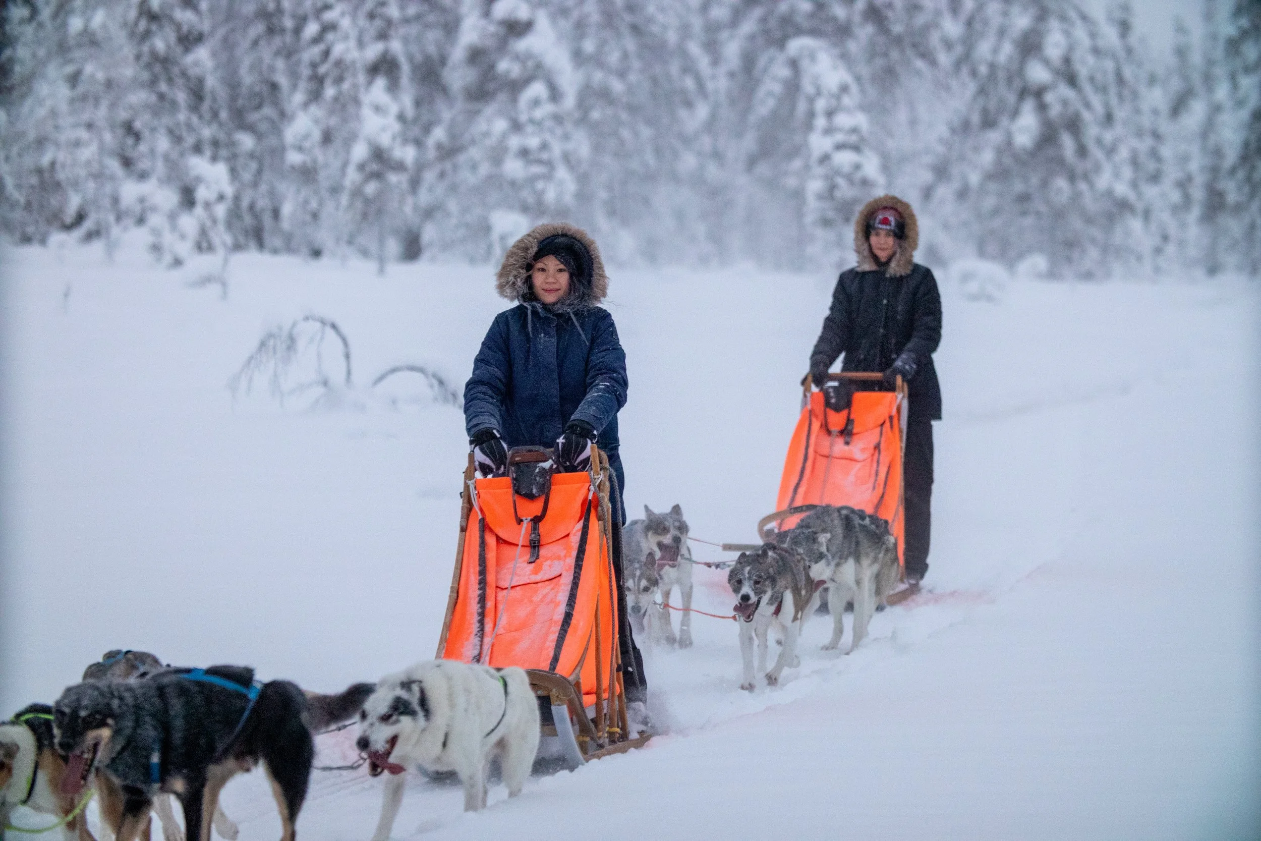 Zwei Menschen beim Schlittenfahren mit mehreren Hunde in verschneier Winterlandschaft.