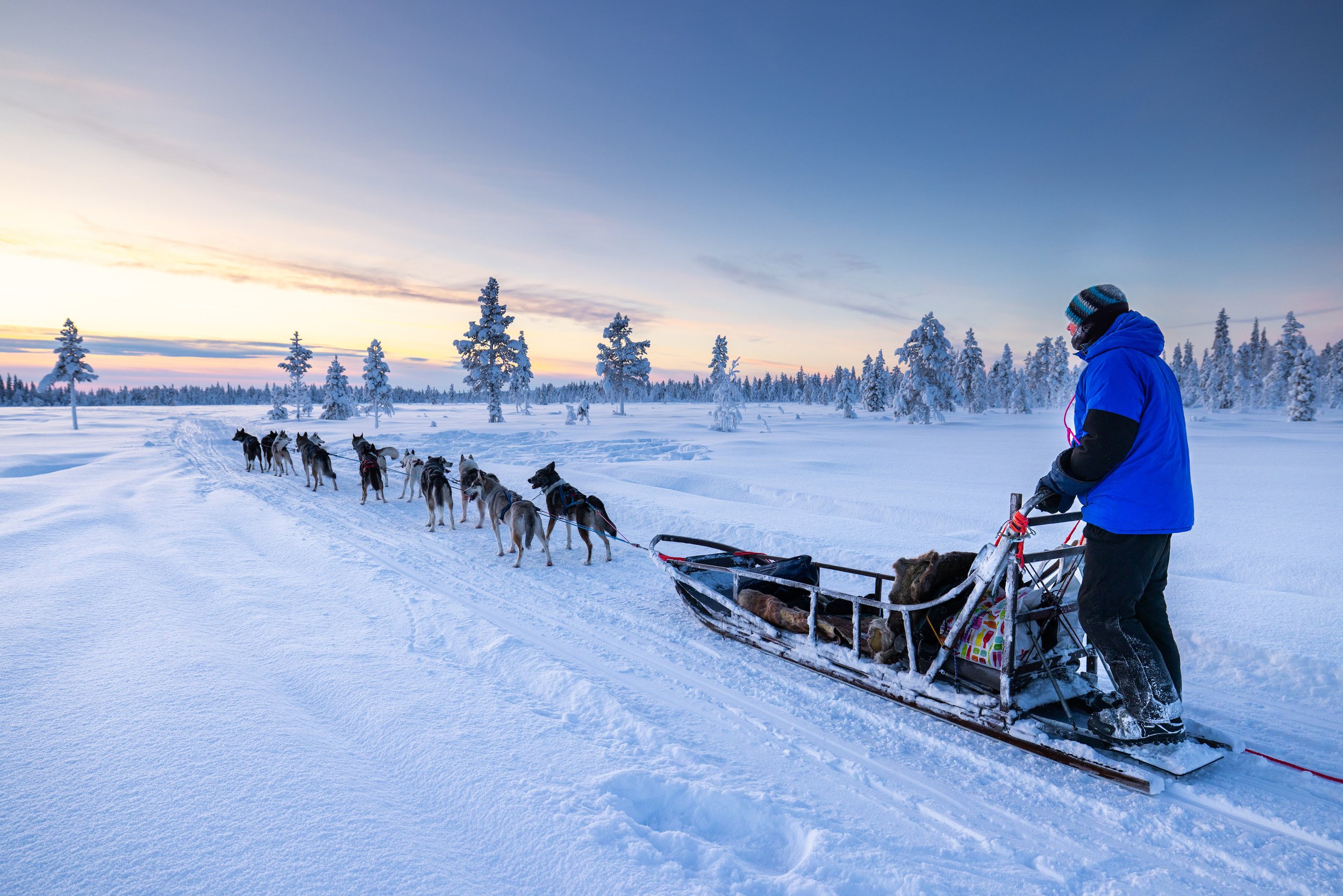 Eine Person in blauer Winterjacke mit Mütze fährt mit einem Hundeschlitten durch eine verschneite Winterlandschaft mit spärlichen, schneebedeckten Bäumen bei Sonnenuntergang.
