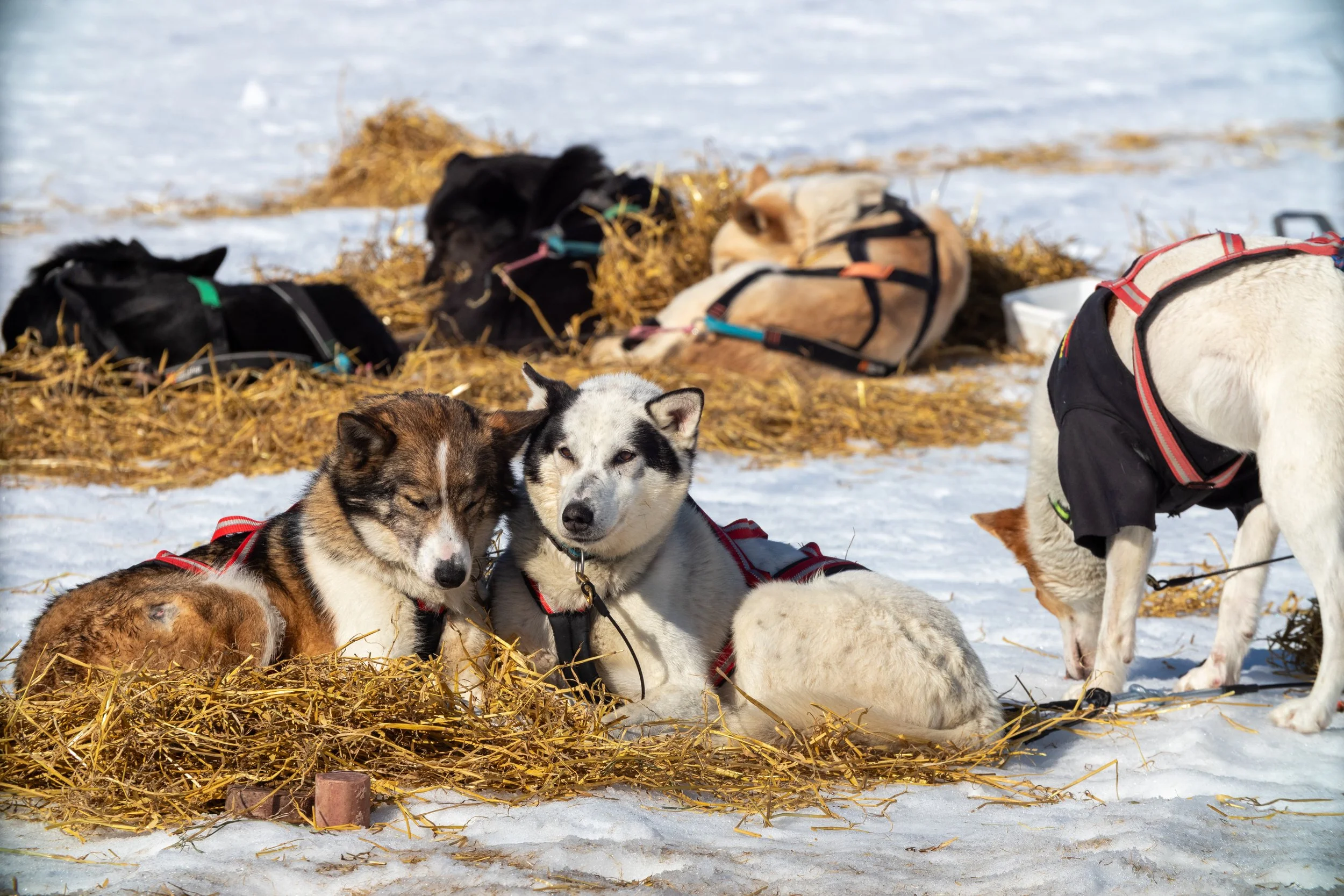 Hunde ruhen auf einer Strohmatte im Schnee, einige liegen, andere sitzen in kaltem Wetter.