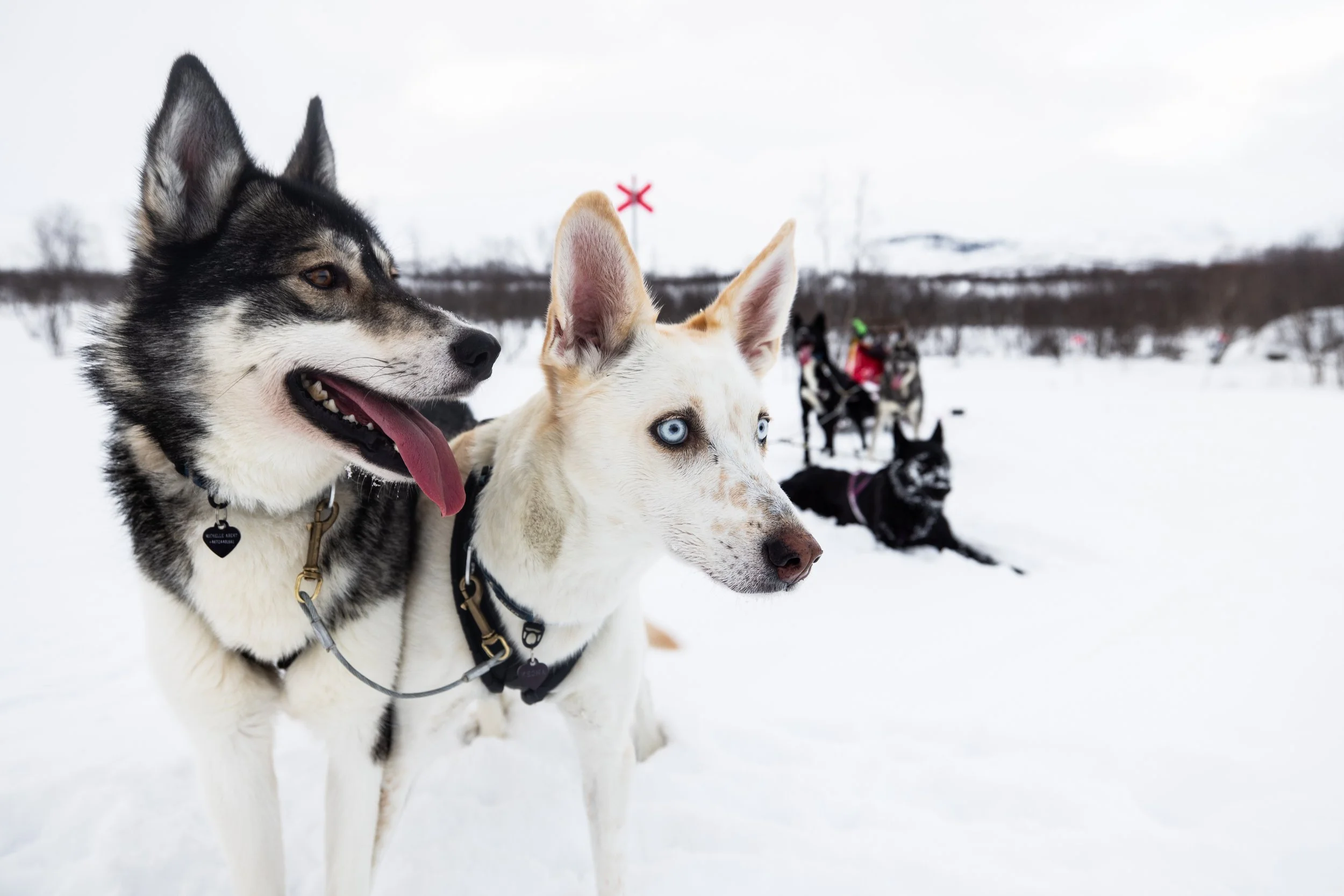 Mehrere Hunde, darunter ein Husky mit blauen Augen, stehen im Schnee bei einer Schlittenfahrt, im Hintergrund sind weitere Hunde und ein rotes Markierungszeichen sichtbar.