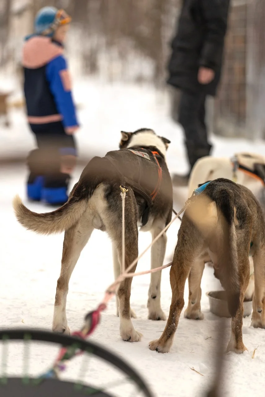 Zwei Siberian Huskies im winter, die im Schnee stehen, mit Menschen im Hintergrund.