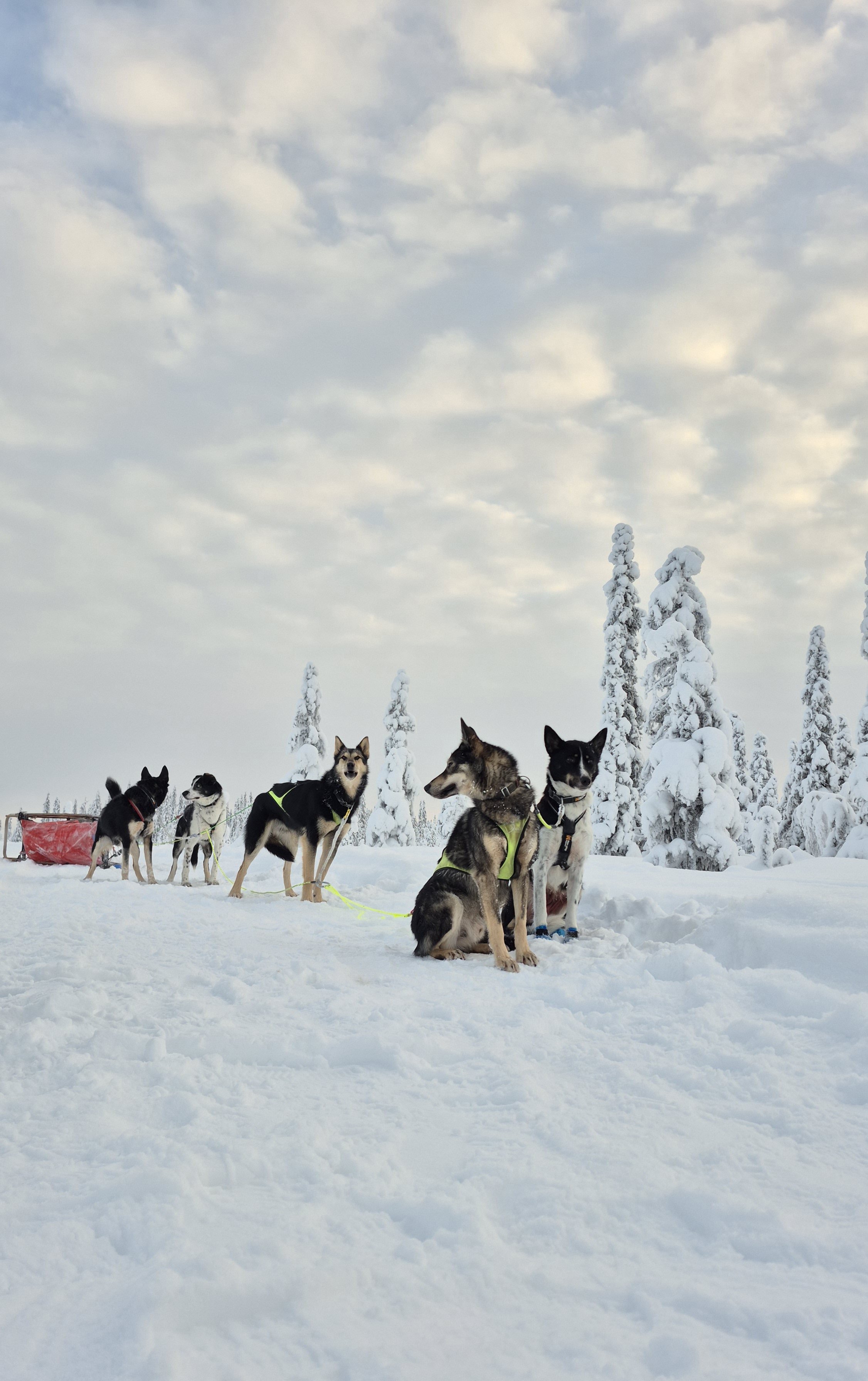 Mehrere Huskys sitzend und stehend im Schnee, umgeben von schneebedeckten Bäumen unter einem bewölkten Himmel.