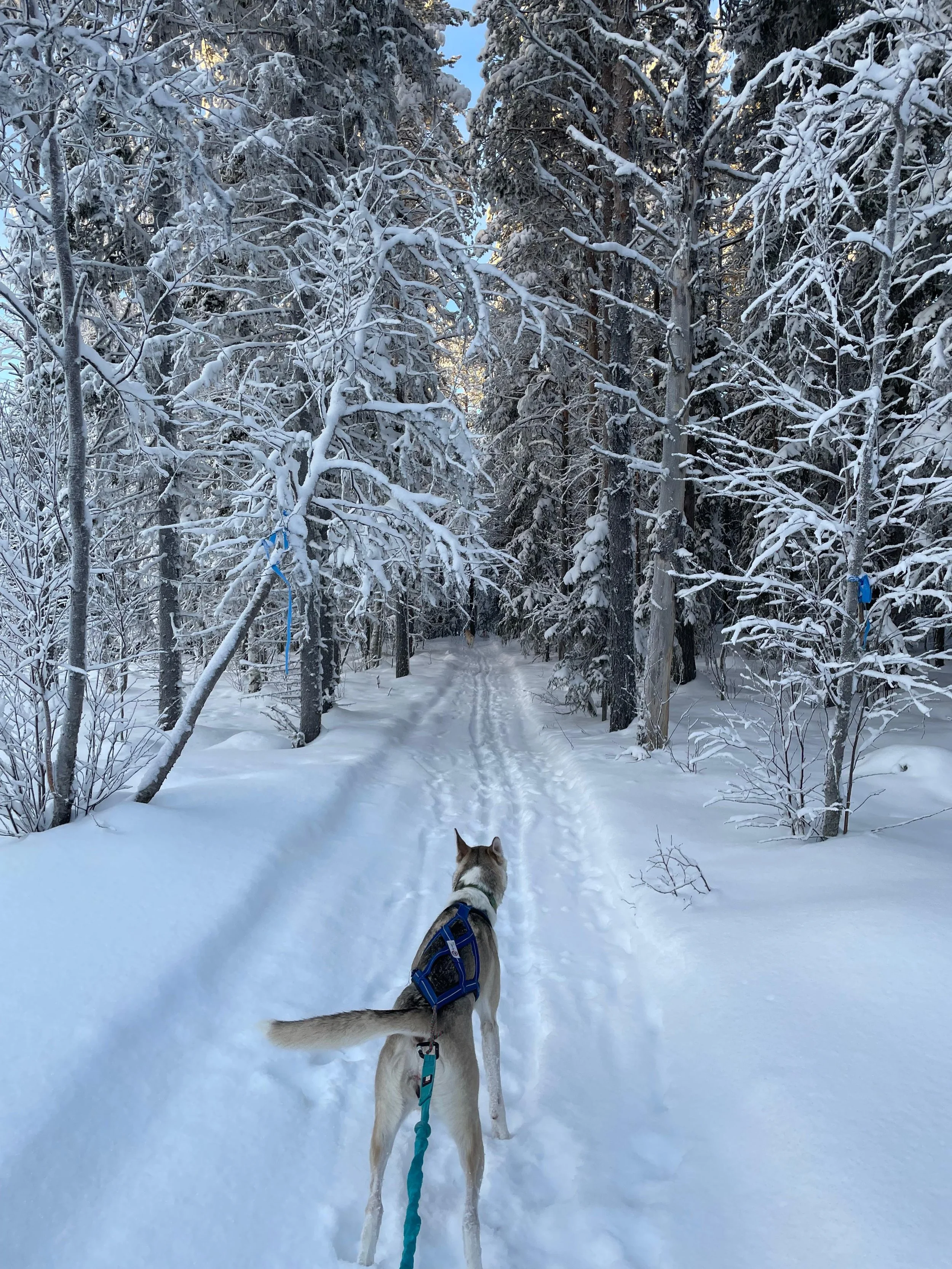 Ein Hund in einem Winterwald mit verschneiten Bäumen und Pfad, der durch den Schnee führt.