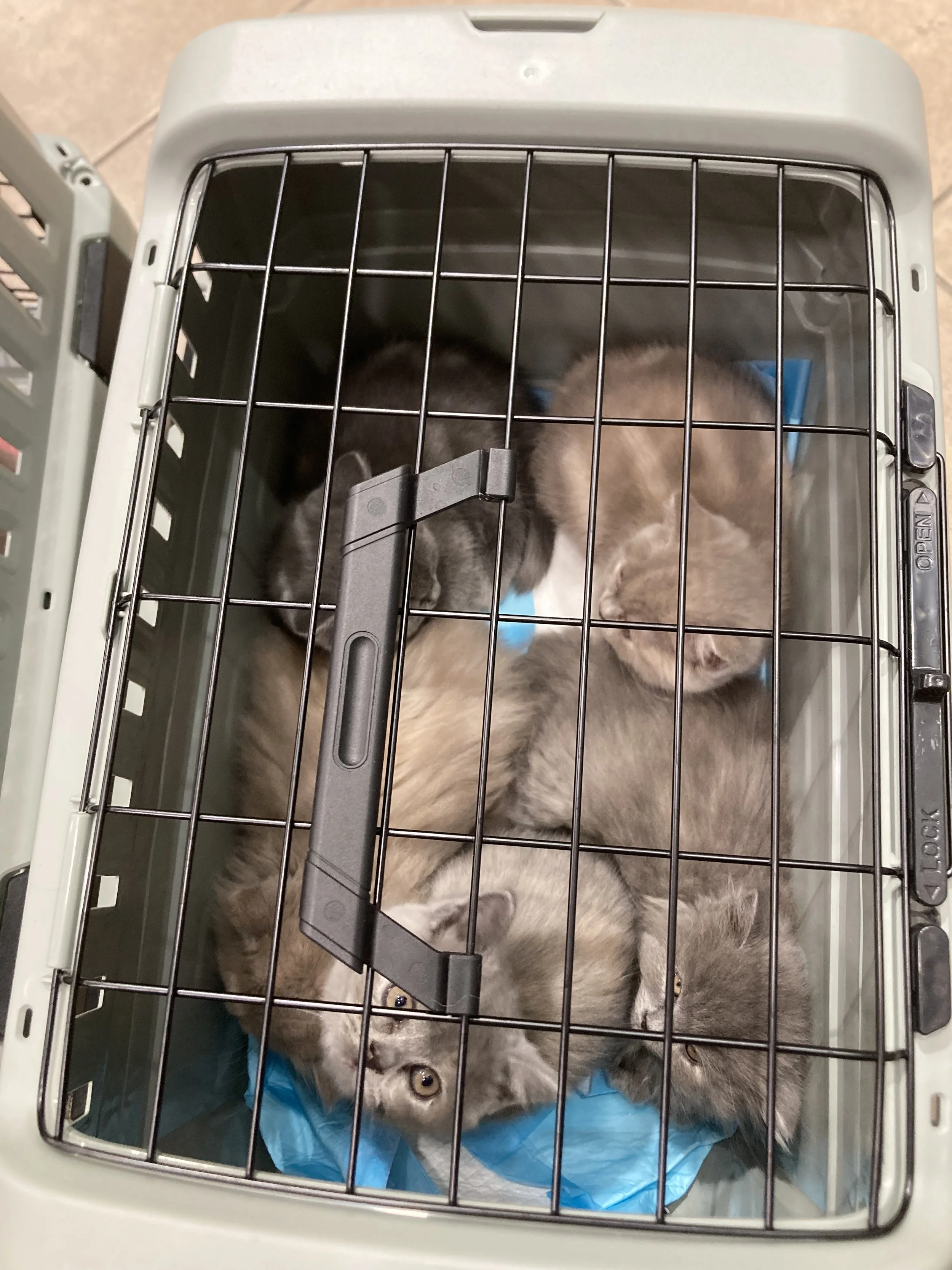 Plusieurs chatons dans une caisse de transport avant une visite chez le vétérinaire.