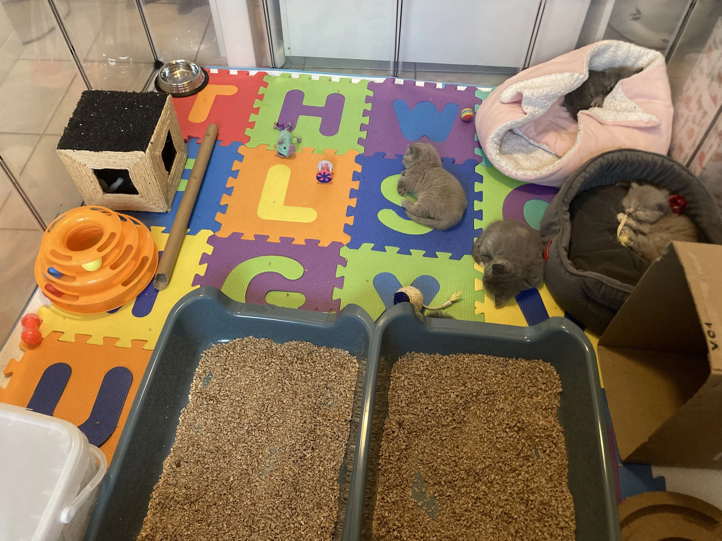 Une pièce pour chatons avec un tapis de jeux coloré, un arbre à chat, des jouets, un panier avec des chats et une zone de repose. Plusieurs chats sont visibles dont deux dans des paniers.