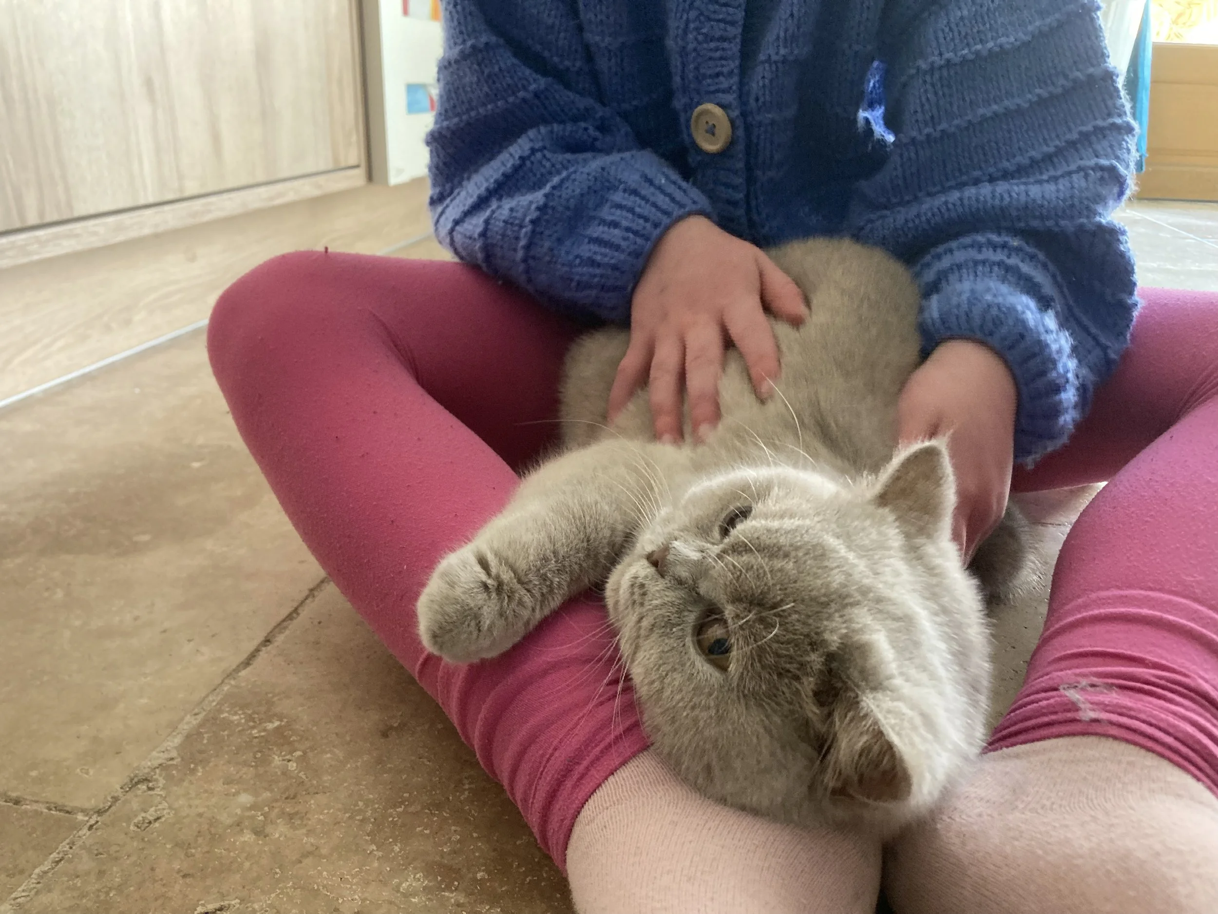 Jeune enfant en chaussettes rose pâle et pantalon rose foncé, caressant un chaton British Shorthair fawn, allongé sur le sol.