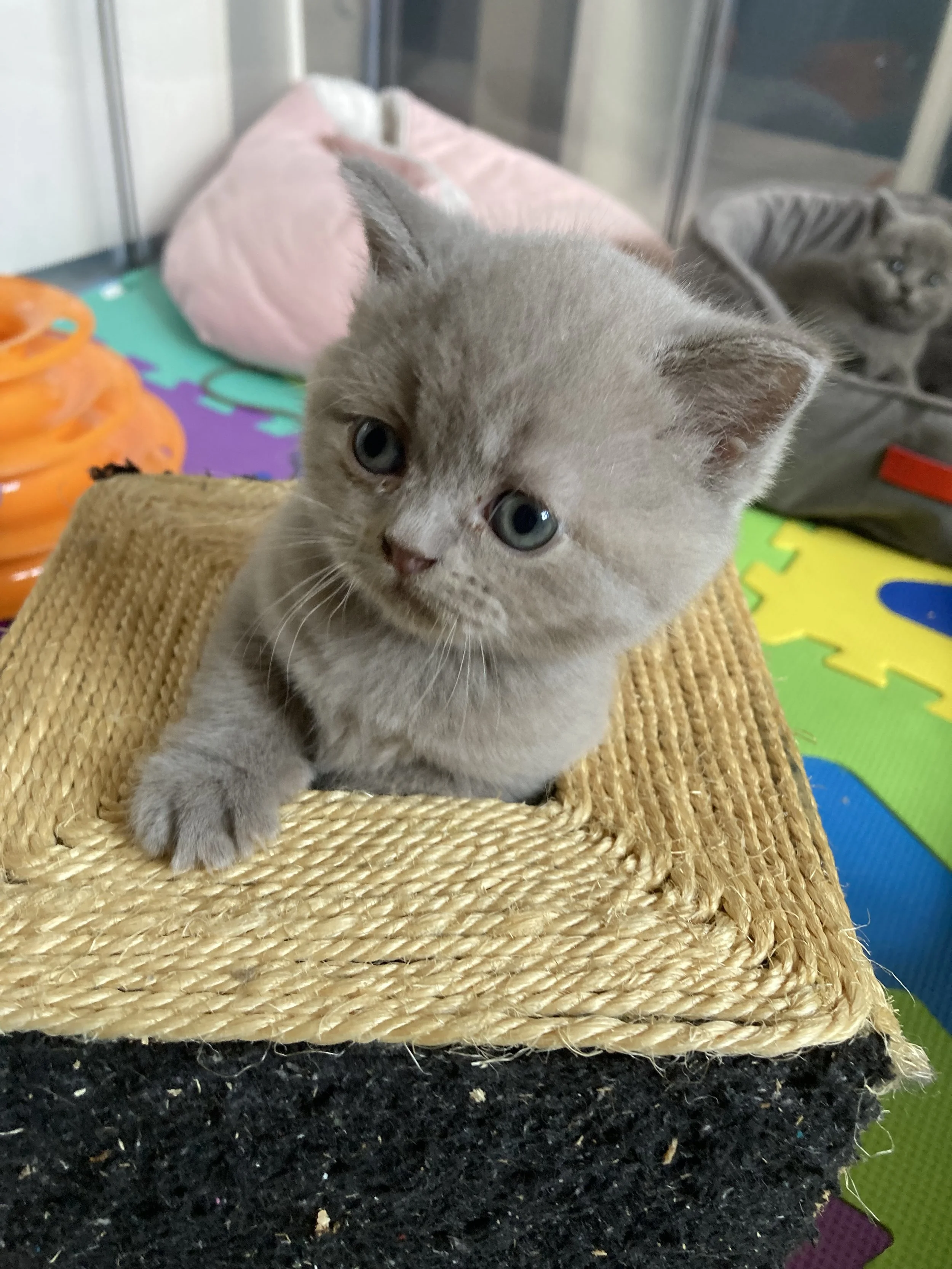 Un chaton lilac tortie avec de grands yeux bleus, qui sort d'un jouet cube en osier, avec un chat bleu en arrière-plan.