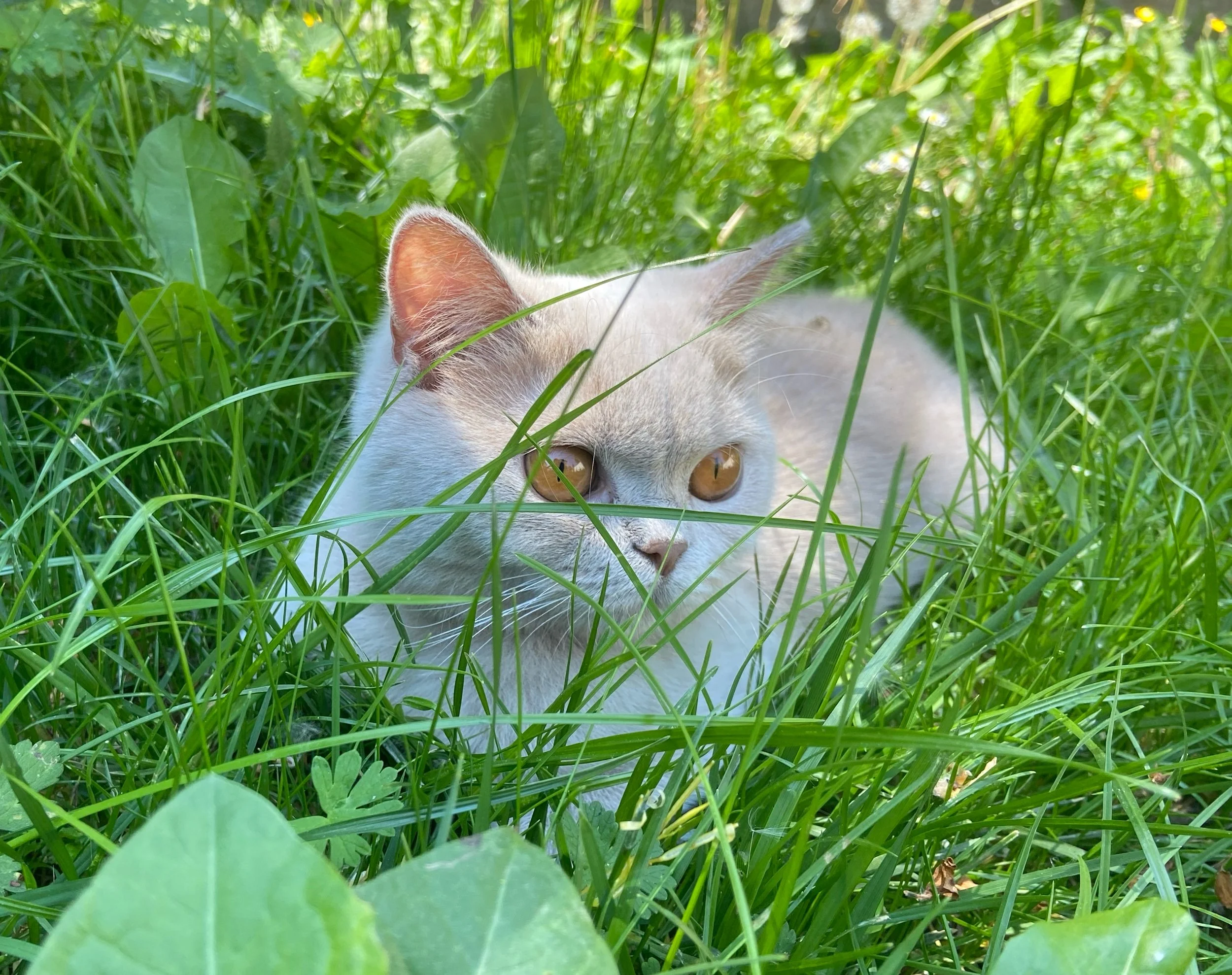 Apple, British shorthair fawn, se repose dans l'herbe fraiche
