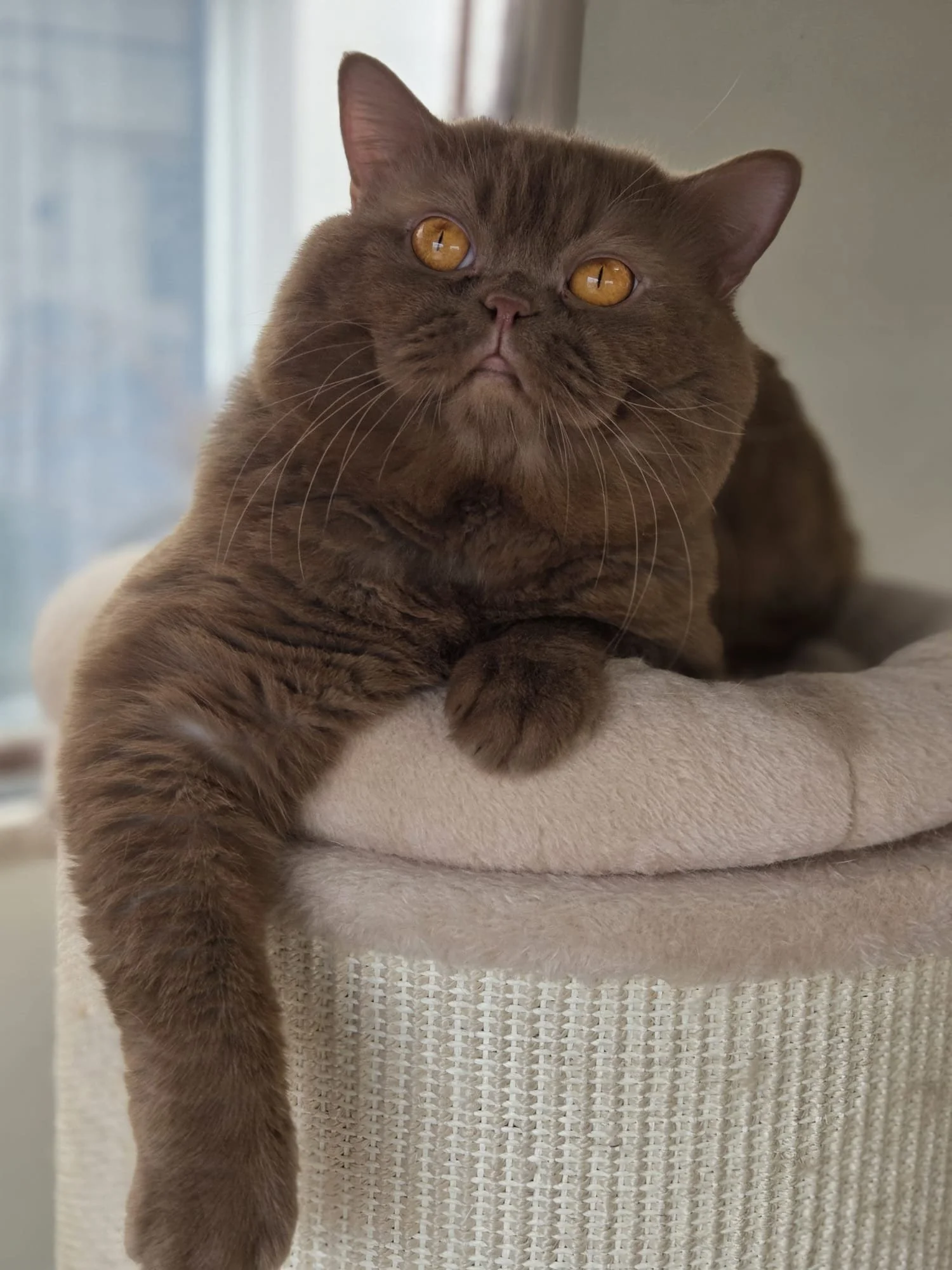 Un mâle British Shorthair cinnamon qui se repose en hauteur et regarde le plafond