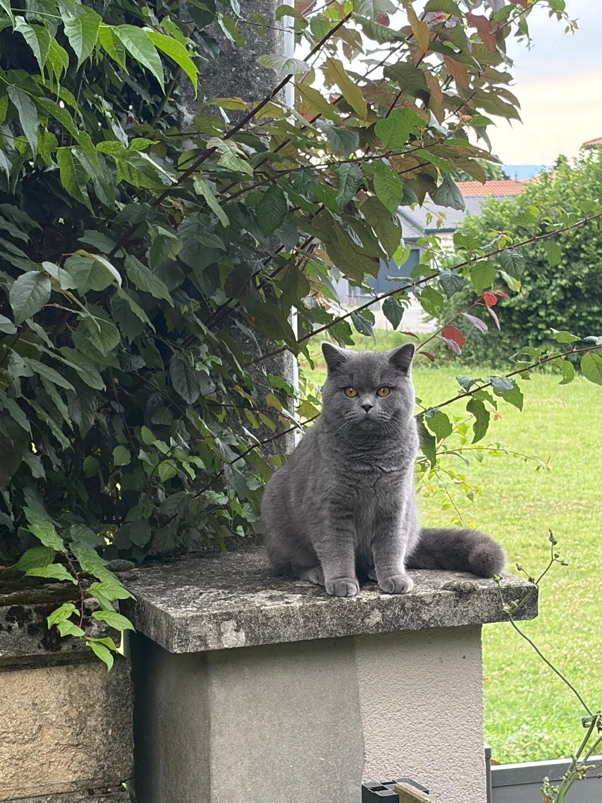 Jazz, un chaton Scottish Straight, qui surveille le monde depuis un muret de jardin
