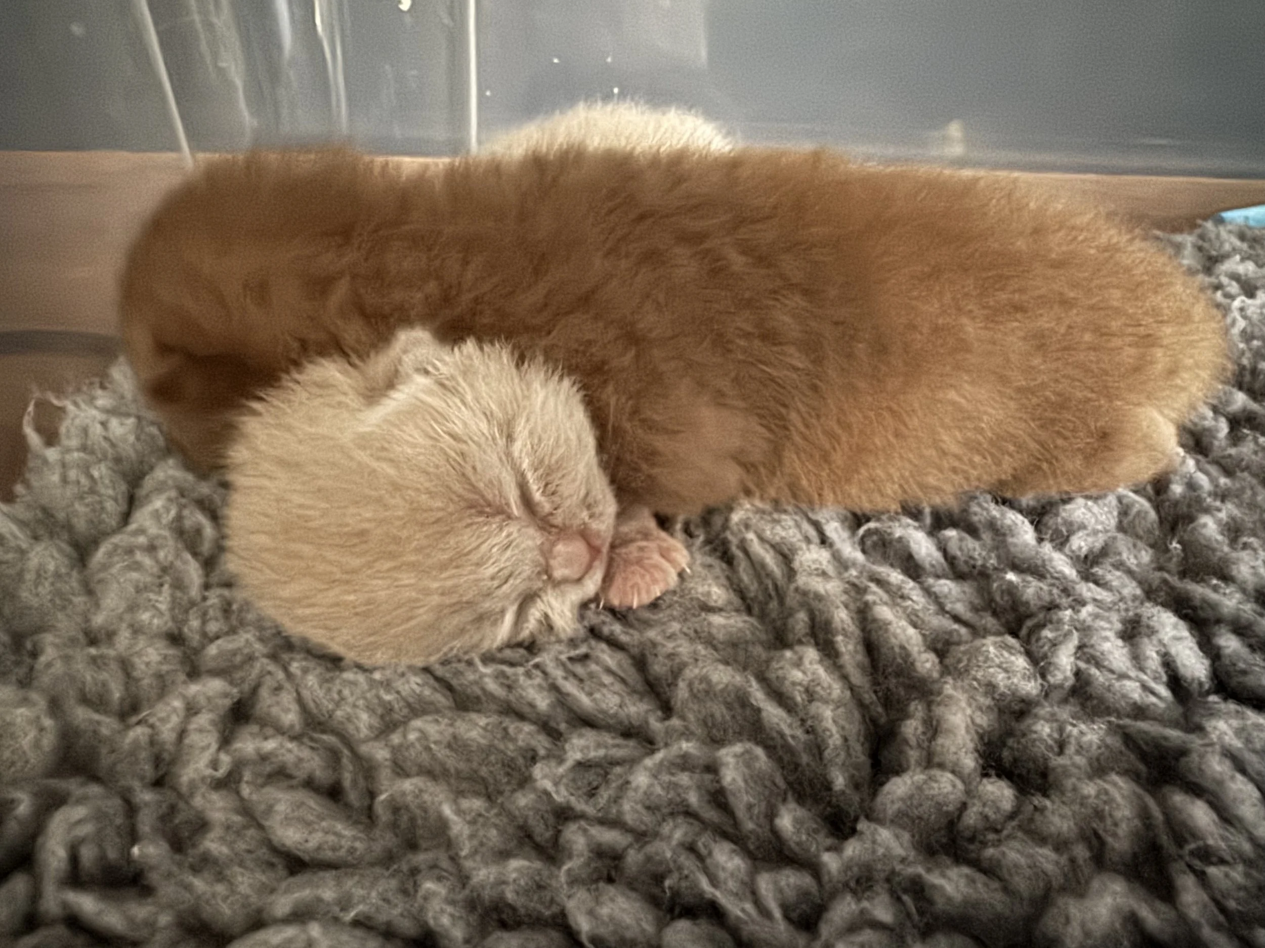 Deux chatons British Shorthair, un de couleur fawn et l'autre de couleur cinnamon, dormants sur un tapis gris.