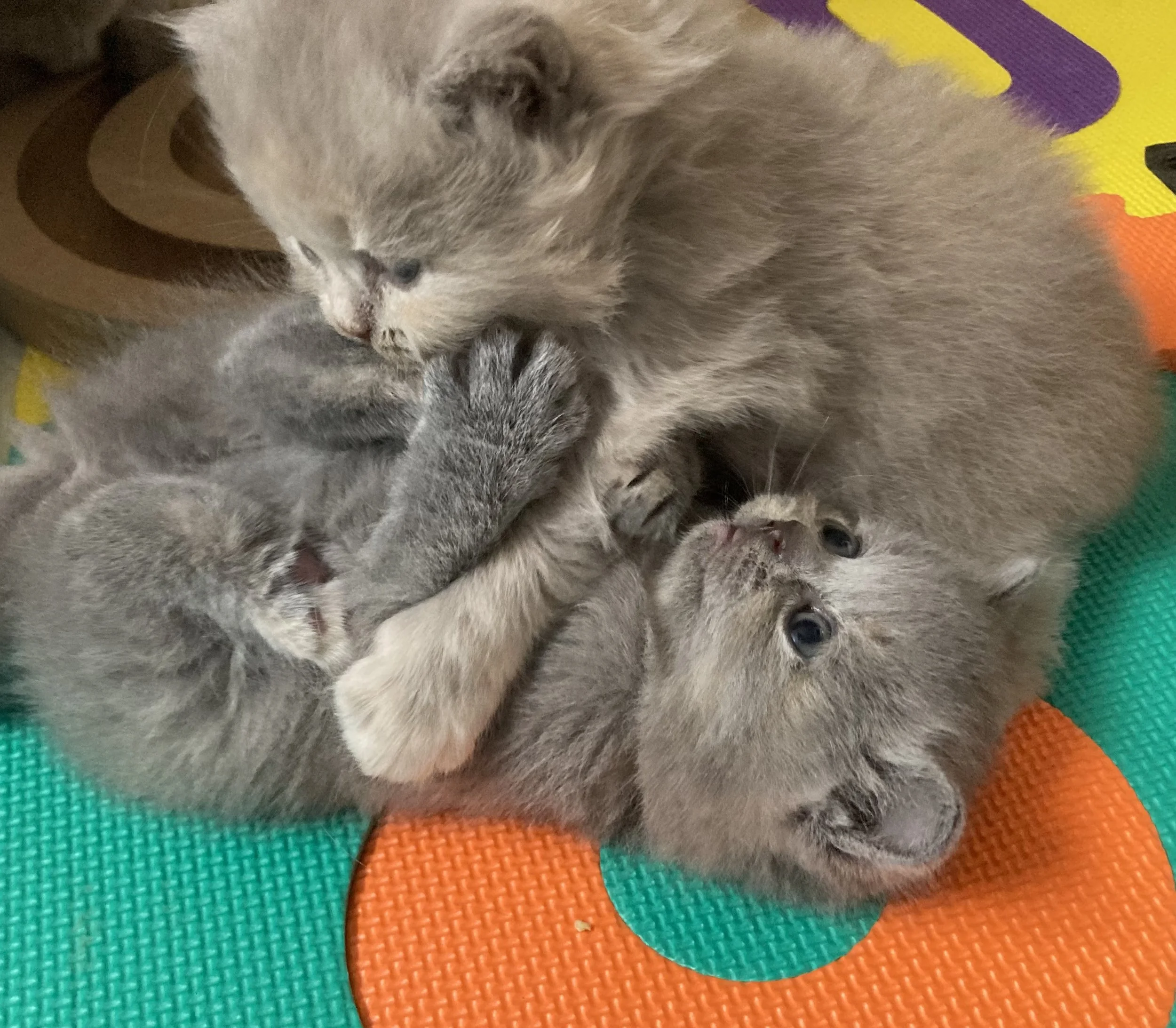 Deux petits chatons bleu et lilac tortie se bagarrent ensemble sur un tapis coloré.