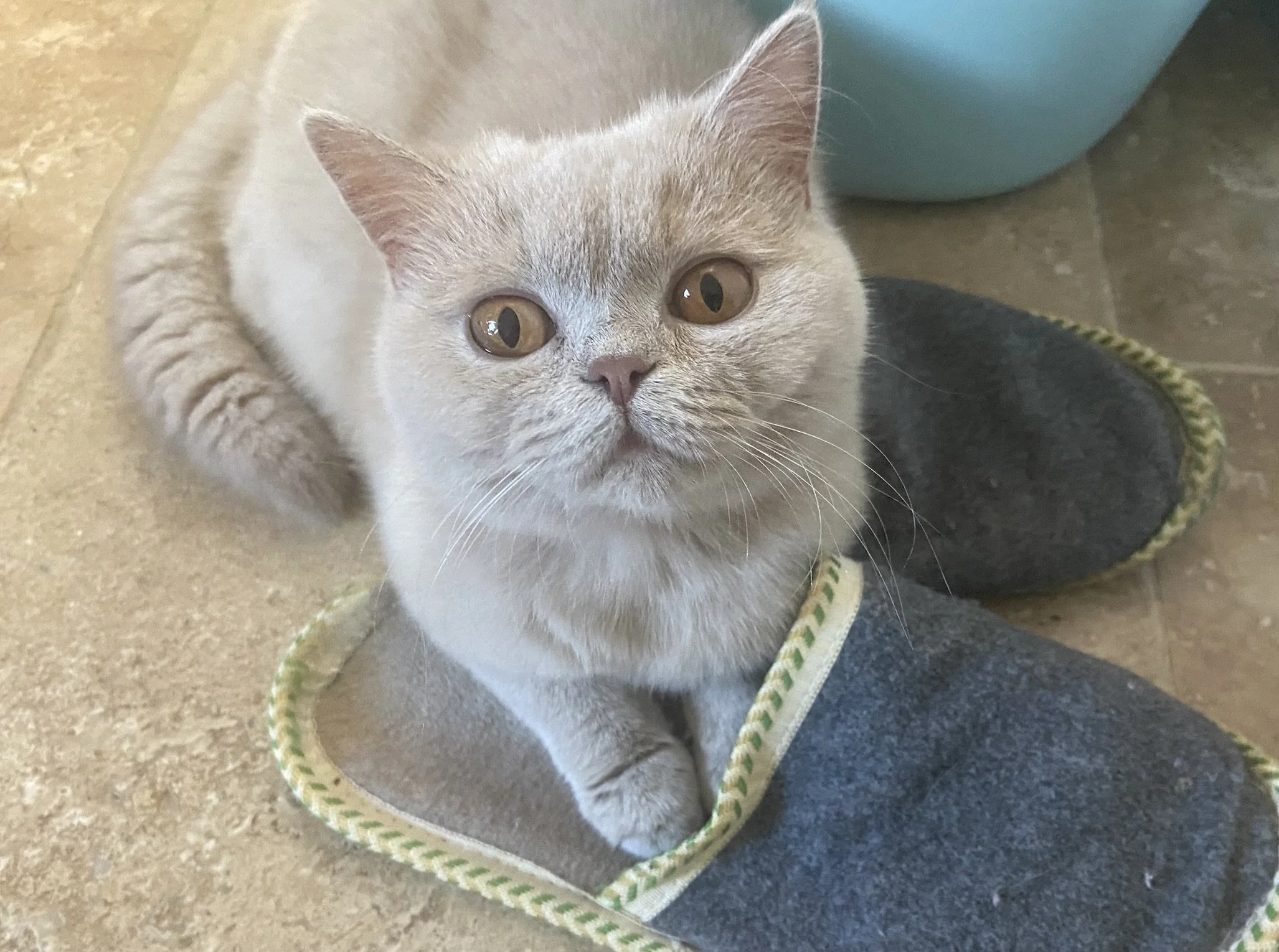 Une chatte British Shorthair fawn qui regarde l'appareil photo, qui s'assoie sur des pantoufles gris