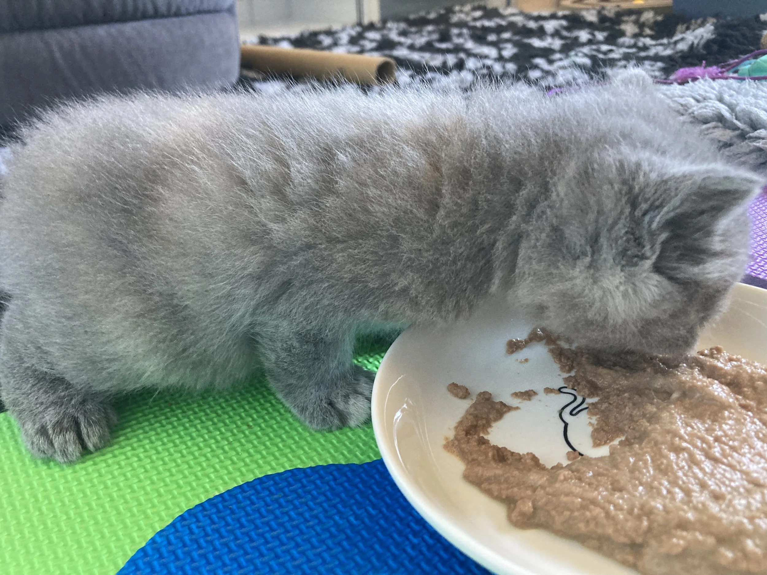 Un chaton bleu tortie mangeant dans une assiette blanche avec de la mousse pour chatons, posé sur un tapis coloré.