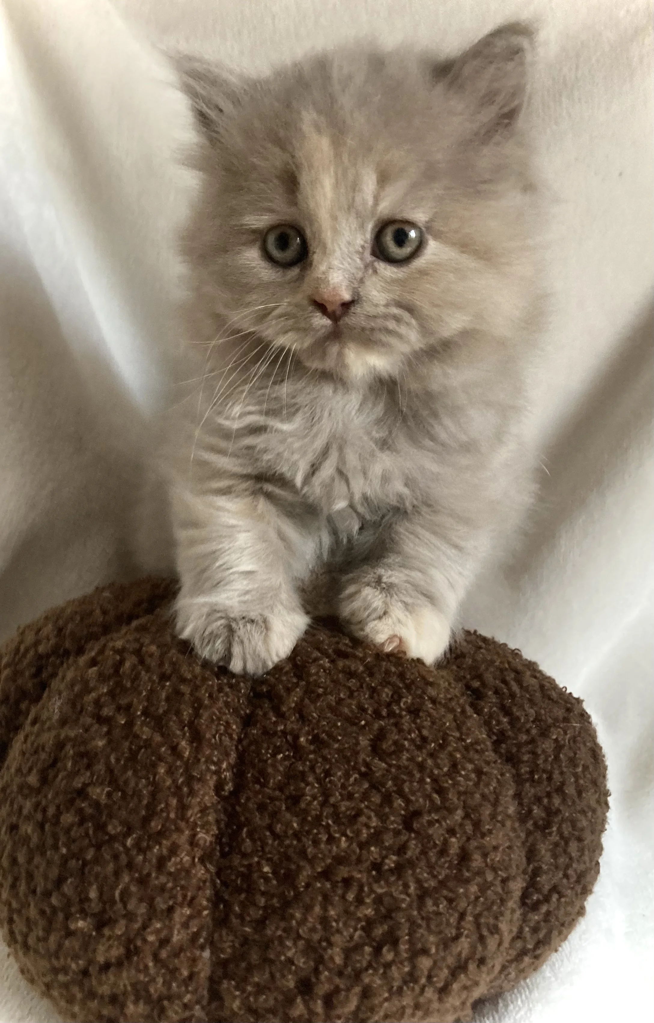 Un chaton lilac tortie longhair avec de grands yeux, assis sur une peluche de citrouille marron devant un mur blanc.