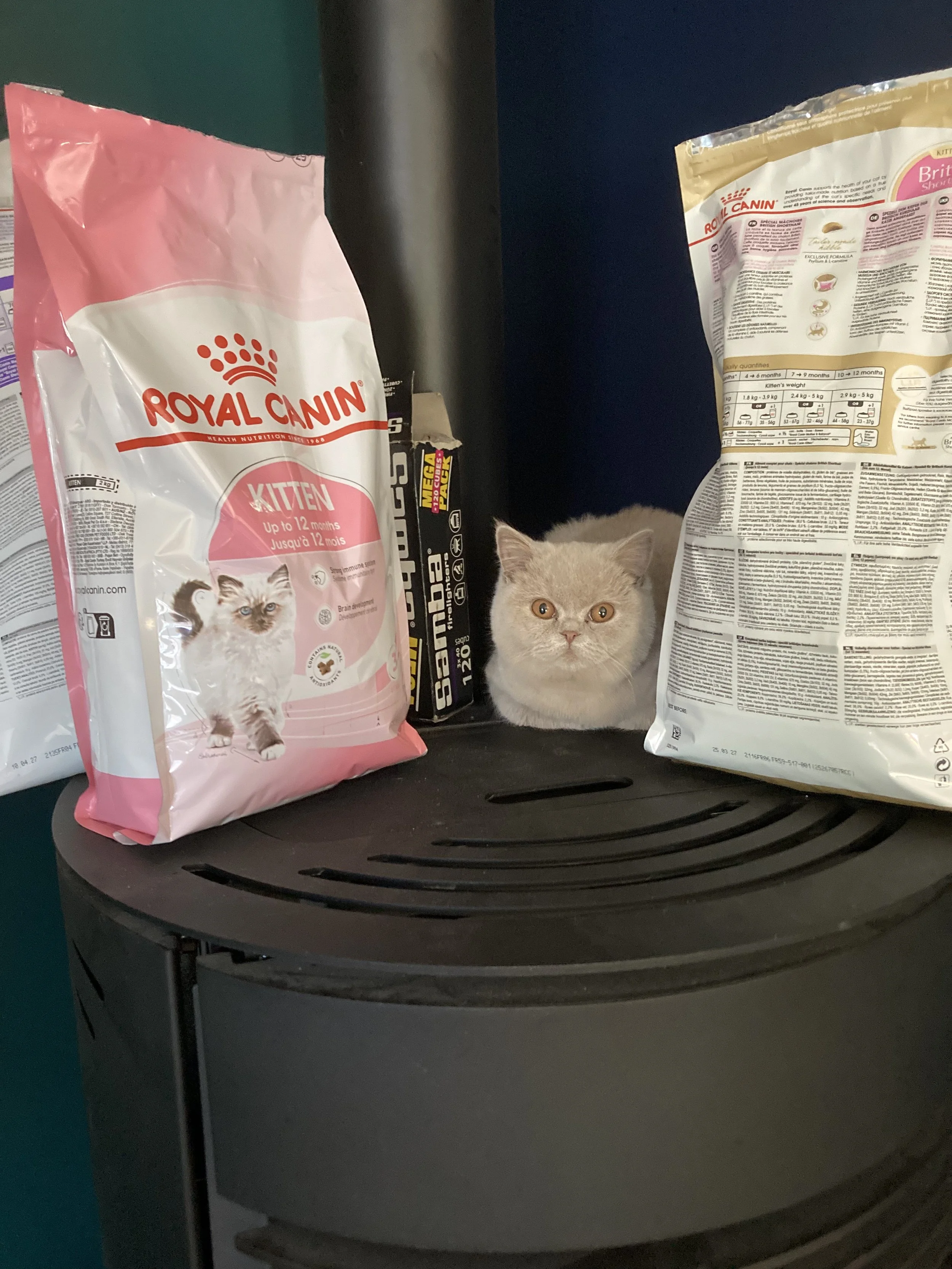 Un chat British Shorthair fawn avec des yeux ambrés entouré de paquets de nourriture pour chat sur une poêle à granulés.
