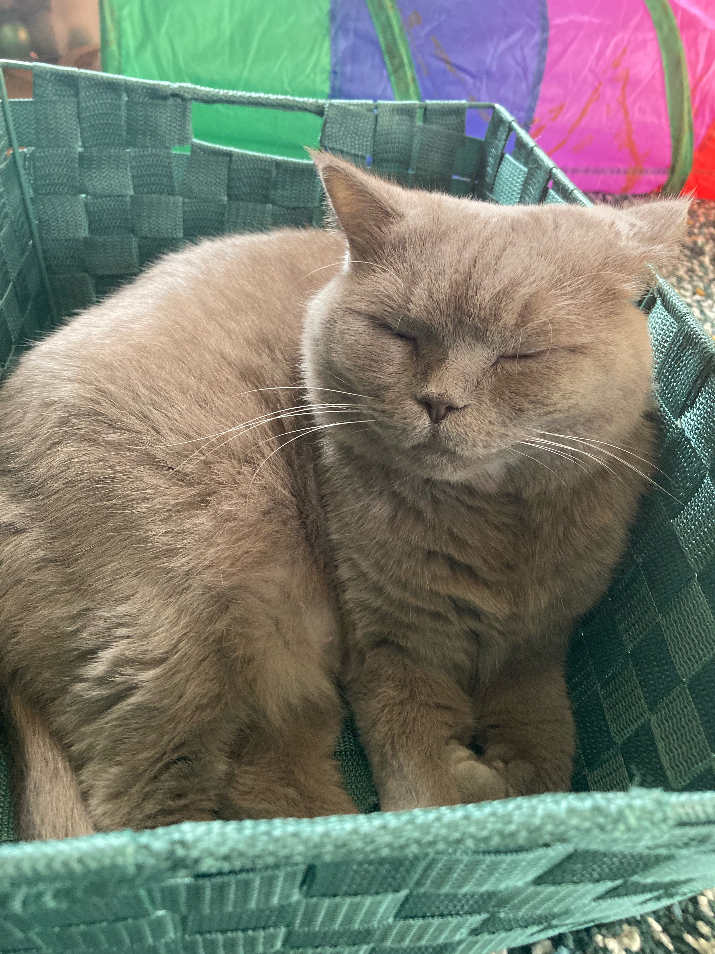 Maya, une chatte Scottish straight lilac, qui se repose dans un panier vert