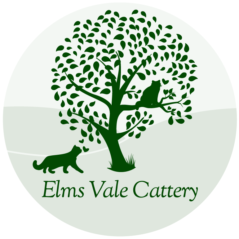 Elms Vale Cattery | British Shorthairs