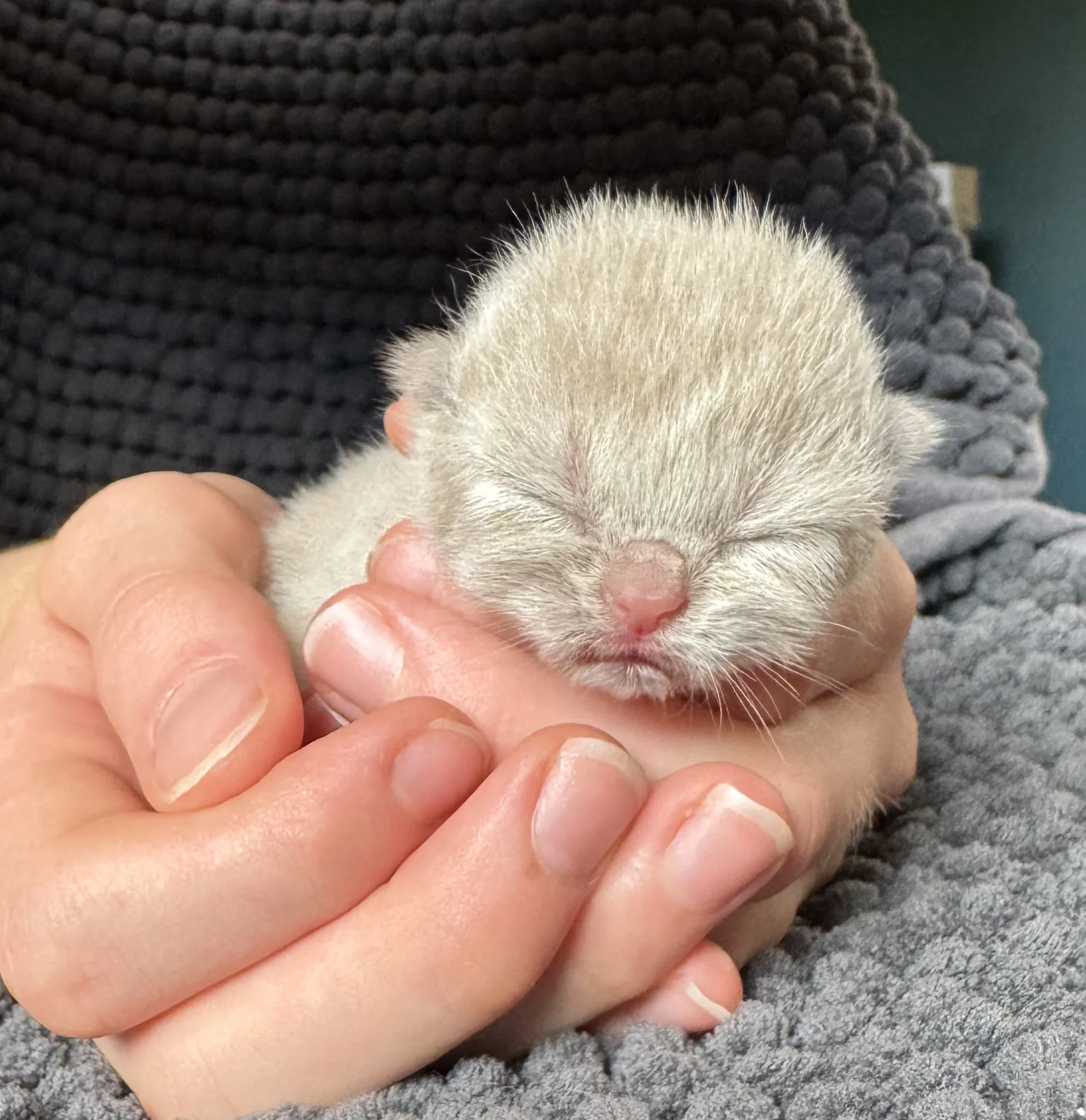 Chaton British Shorthair nouveau-né, les yeux encore fermés, tenu délicatement dans une main.