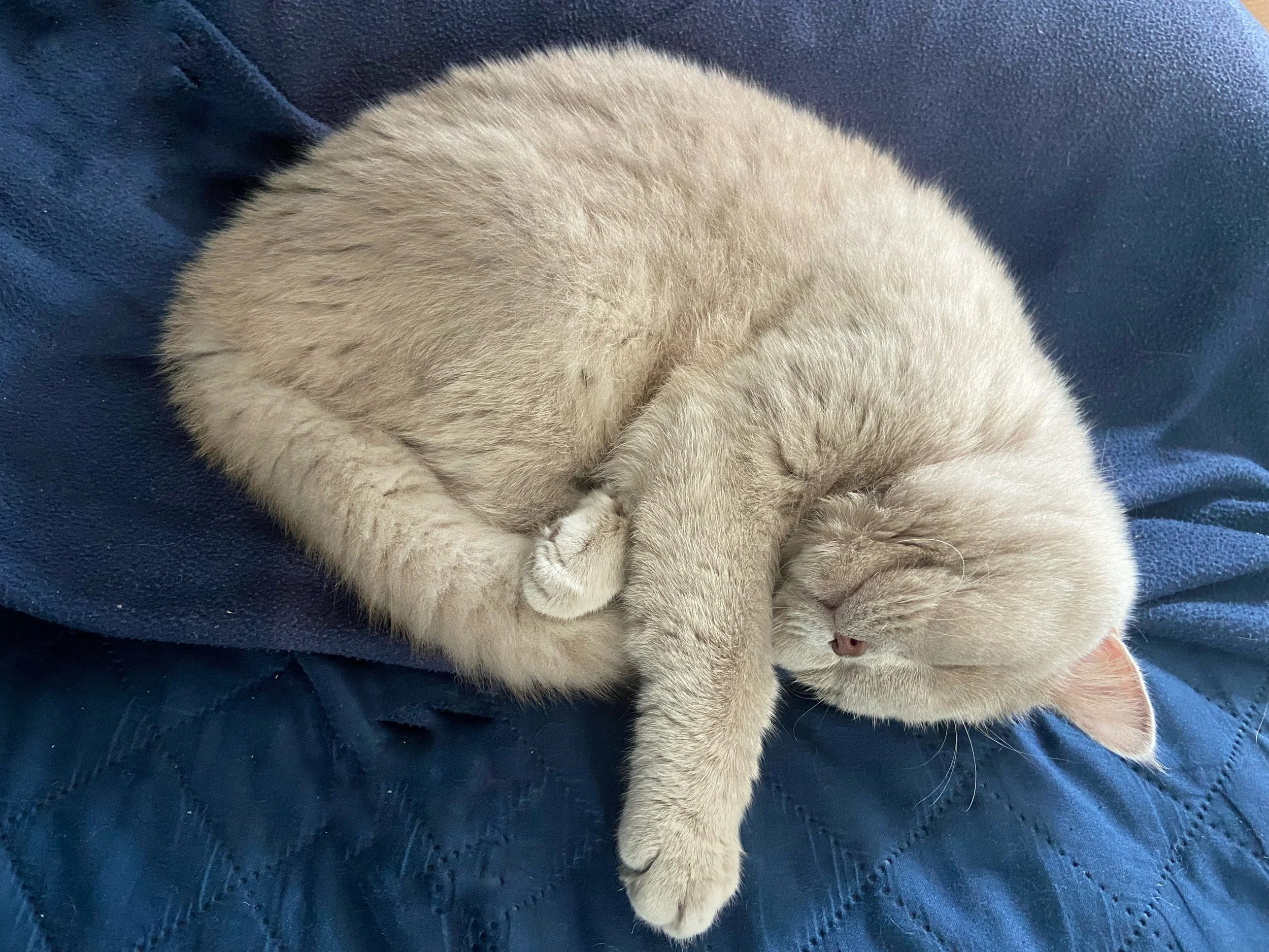 Apple,  British shorthair fawn, qui dort paisiblement en boule sur une couverture bleue.