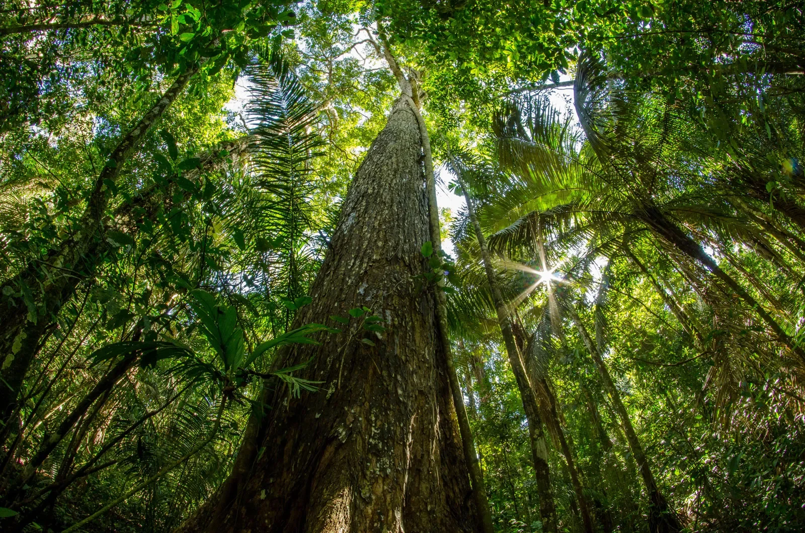 Looking up at tall trees and dense green foliage in a rainforest, with sunlight streaming through the leaves.