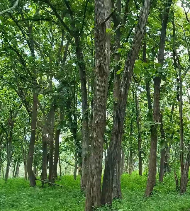 Forest with tall trees and green undergrowth