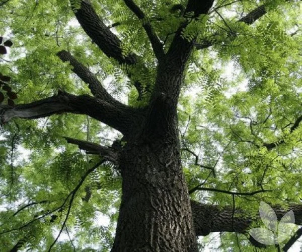 Upward view of a large tree with a thick trunk and abundant green leaves, sunlight filtering through the foliage.