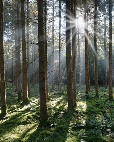 Sunlight filtering through a dense forest of tall trees with green moss-covered ground.