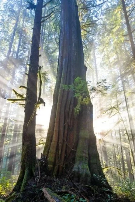 Large tree trunk in a forest with sunlight filtering through the canopy.
