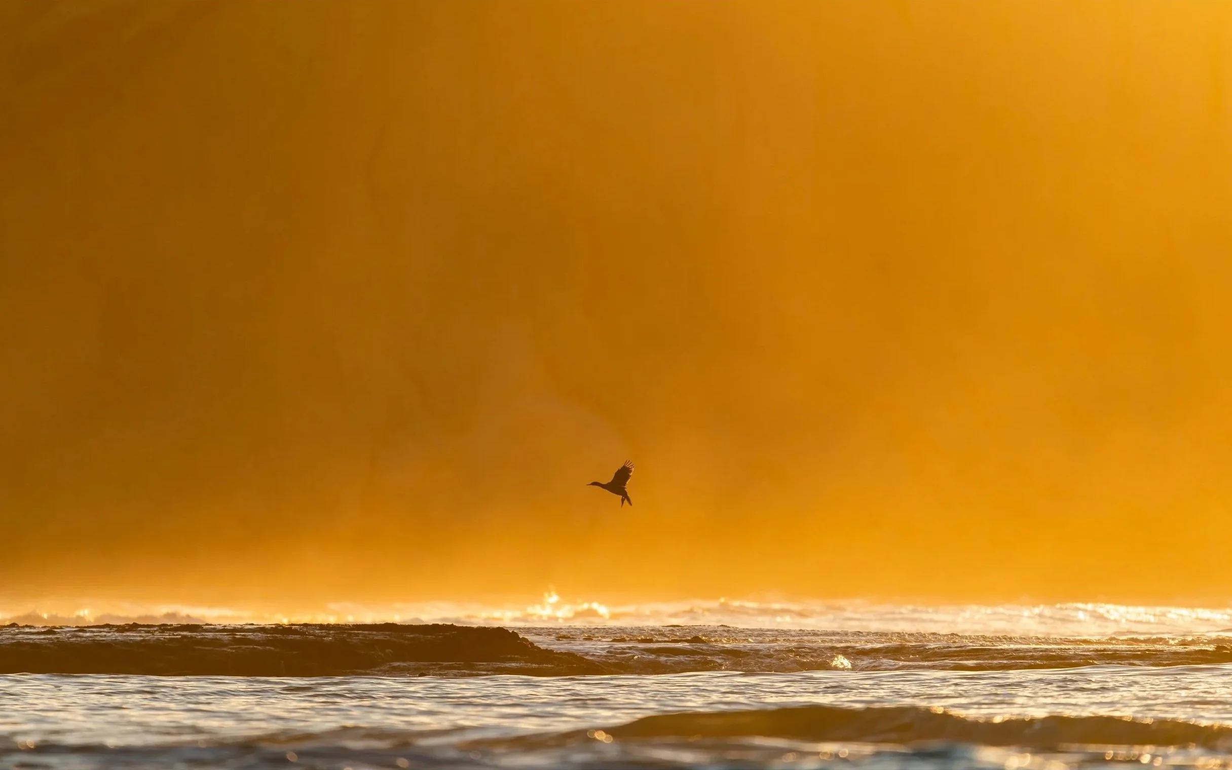 Solitary Flight — Fine Art Print