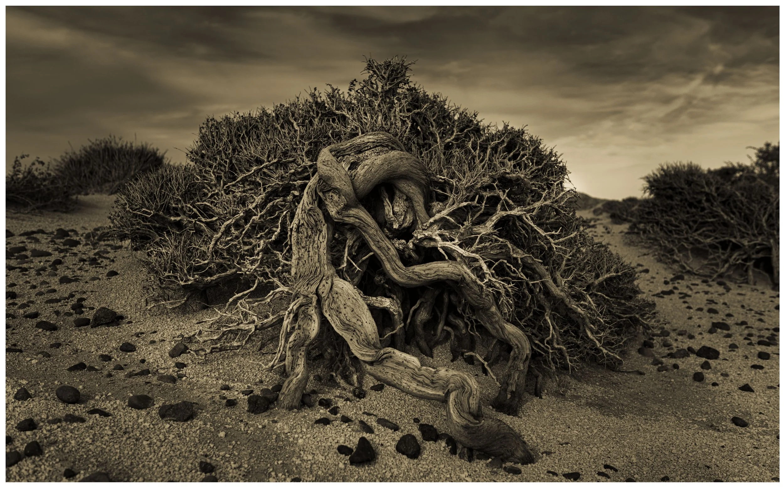 Stranglehold — Fine Art Print